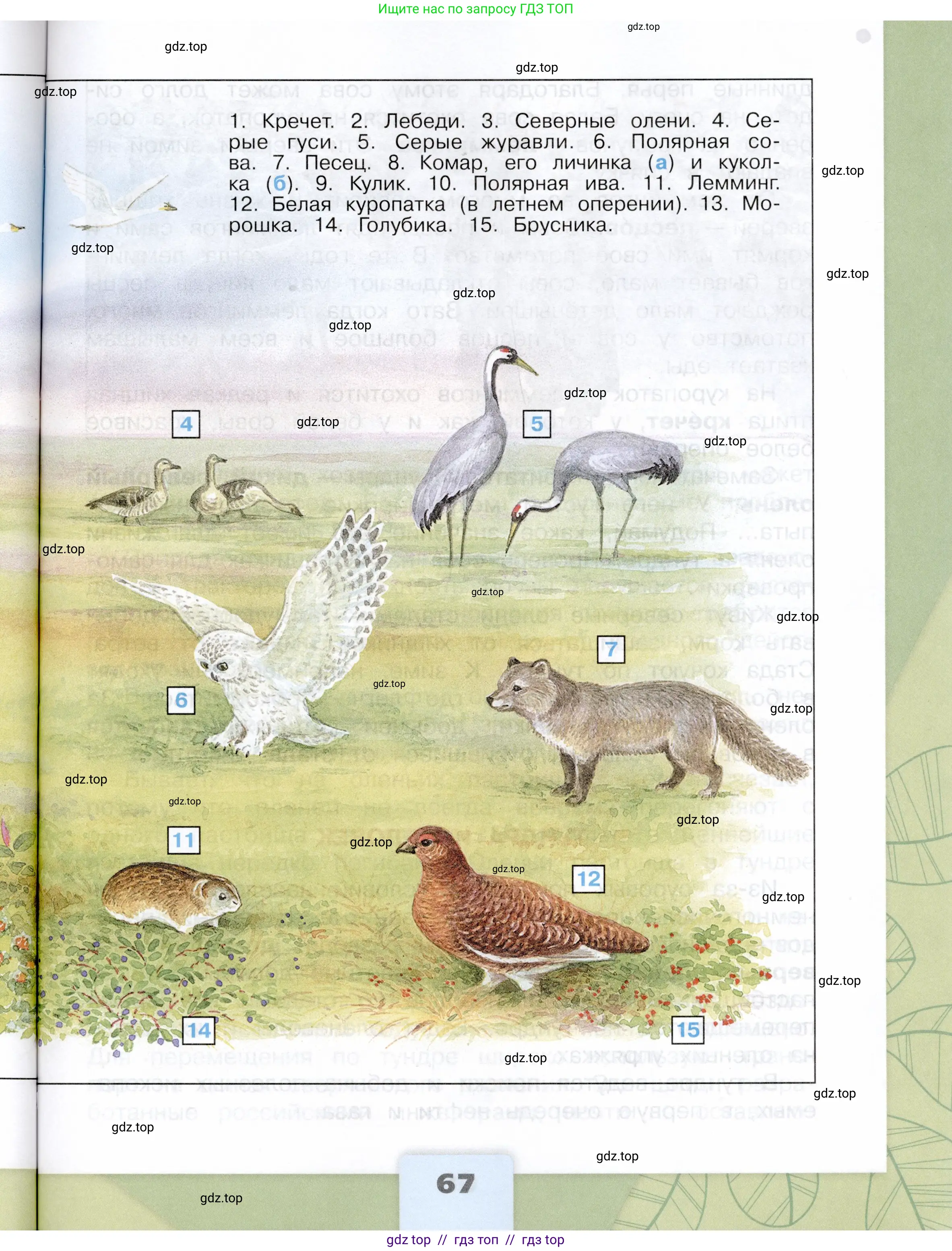 Окружающий мир, 4 класс Учебник, авторы: Плешаков Андрей Анатольевич, Крючкова Елена Алексеевна, издательство Просвещение, Москва, 2023, белого цвета, страница 67