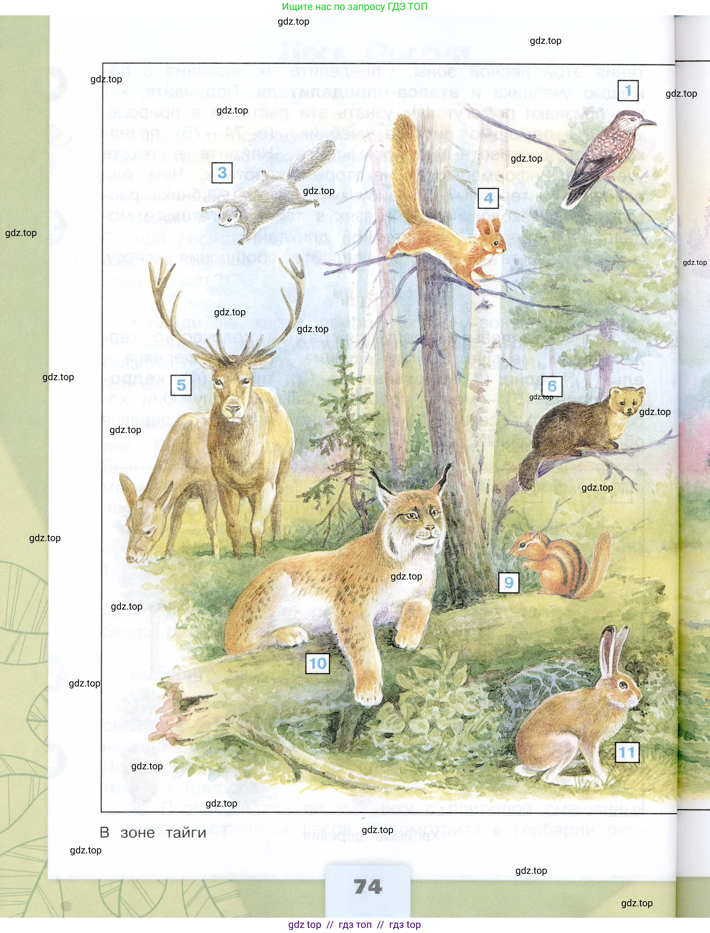 Окружающий мир, 4 класс Учебник, авторы: Плешаков Андрей Анатольевич, Крючкова Елена Алексеевна, издательство Просвещение, Москва, 2023, белого цвета, страница 74