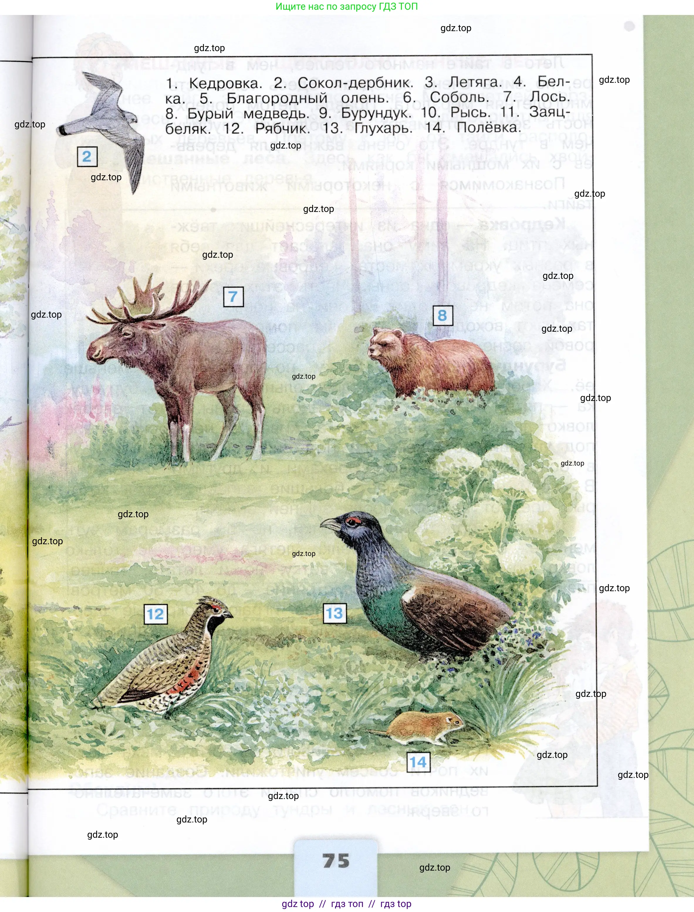 Окружающий мир, 4 класс Учебник, авторы: Плешаков Андрей Анатольевич, Крючкова Елена Алексеевна, издательство Просвещение, Москва, 2023, белого цвета, страница 75