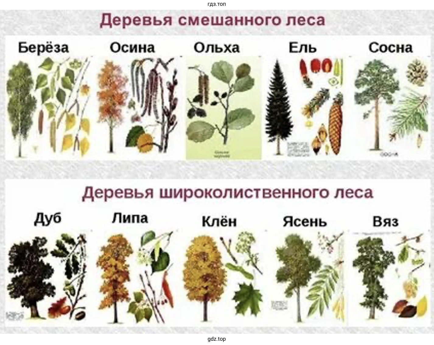 Растения смешанного леca