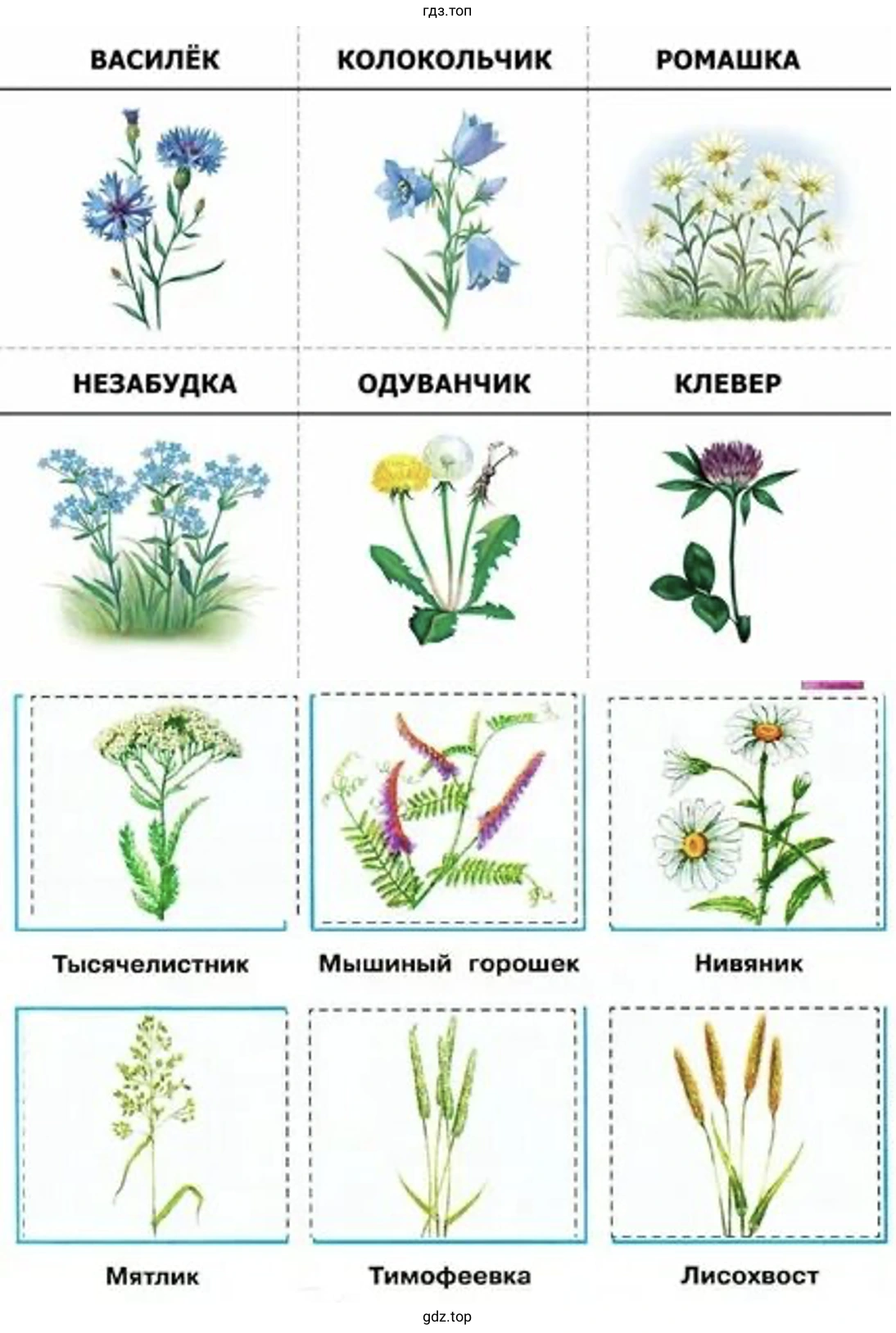 Растения луга
