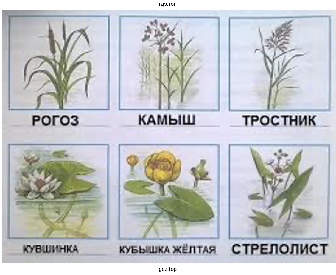 Растения пресных вод