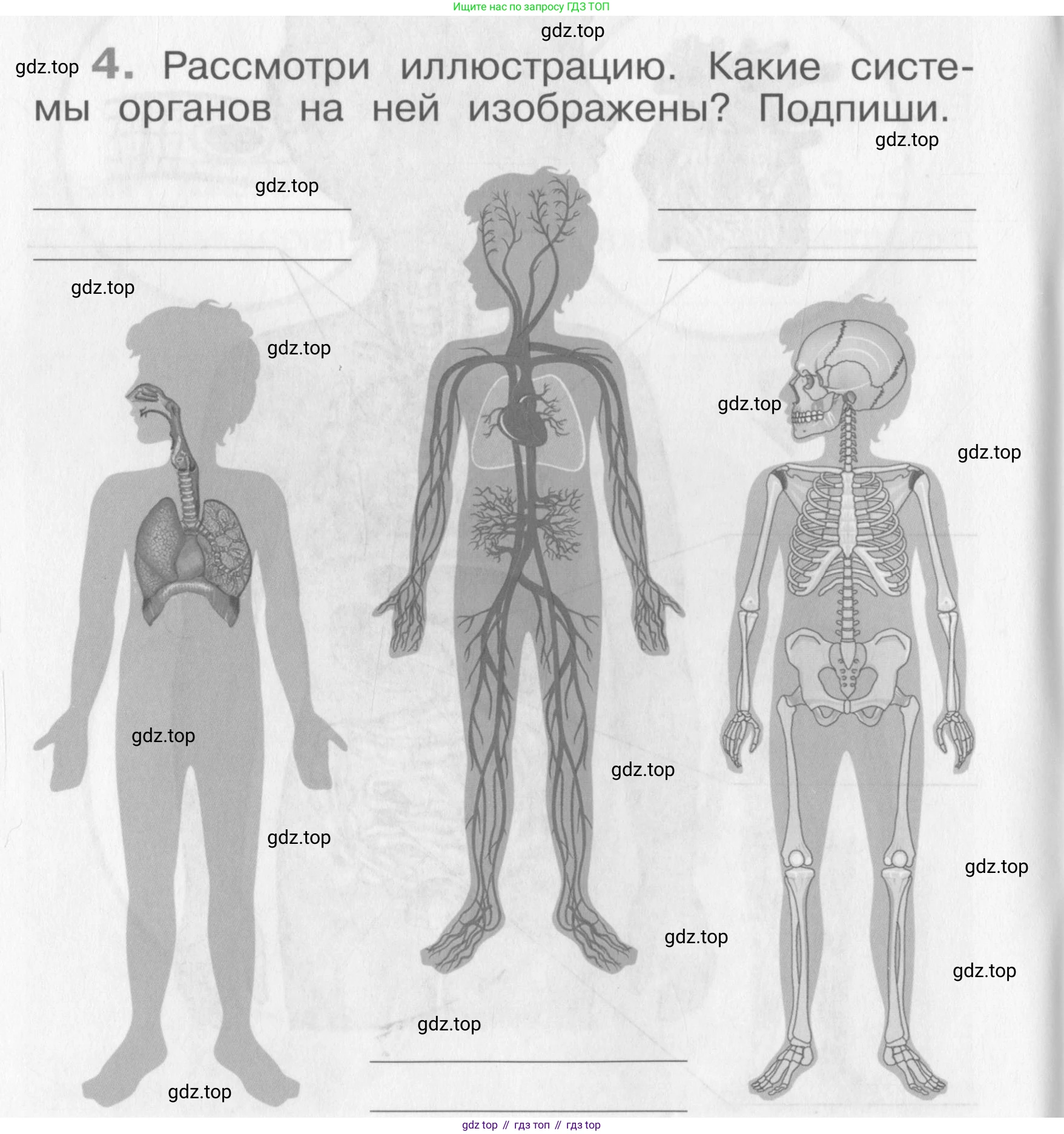Окружающий мир, 4 класс рабочая тетрадь, авторы: Саплина Елена Витальевна, Саплин А И, Сивоглазов Владислав Иванович, издательство Дрофа, Москва, 2018, жёлтого цвета, Часть 1, страница 6, номер 4, Условие