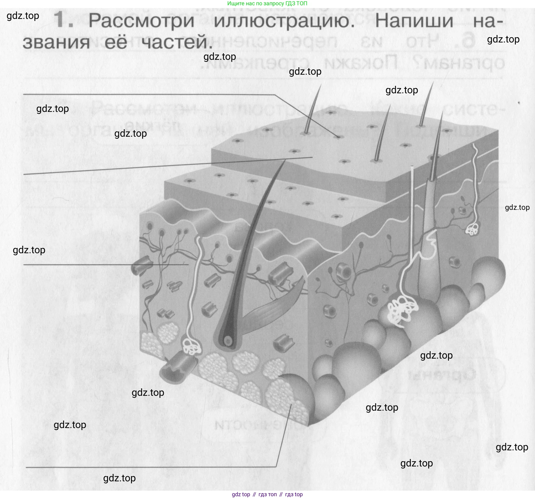 Окружающий мир, 4 класс рабочая тетрадь, авторы: Саплина Елена Витальевна, Саплин А И, Сивоглазов Владислав Иванович, издательство Дрофа, Москва, 2018, жёлтого цвета, Часть 1, страница 8, номер 1, Условие