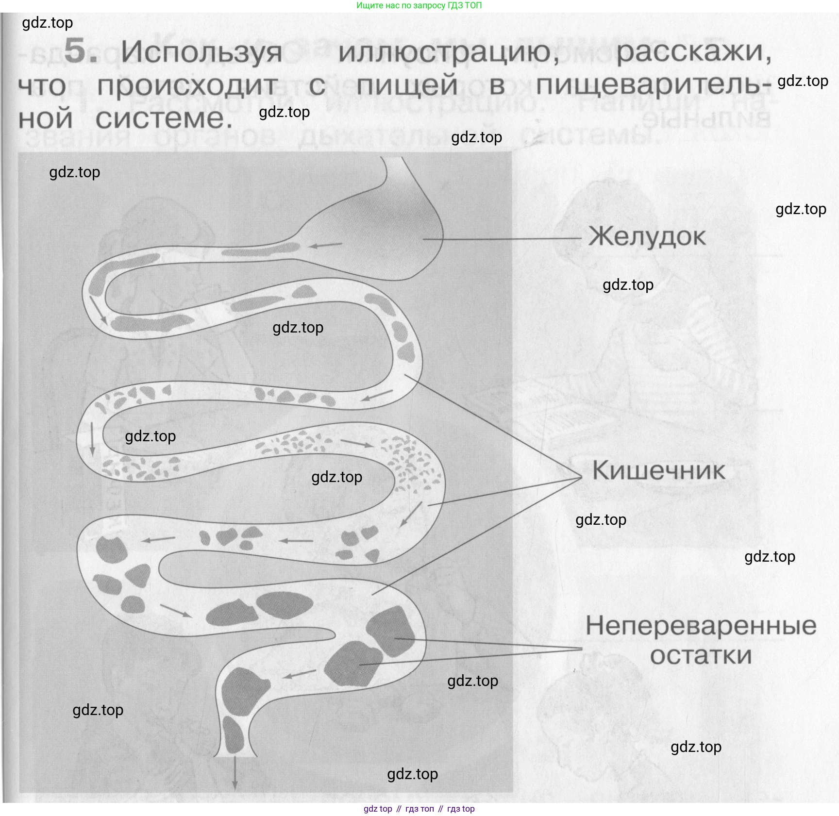 Окружающий мир, 4 класс рабочая тетрадь, авторы: Саплина Елена Витальевна, Саплин А И, Сивоглазов Владислав Иванович, издательство Дрофа, Москва, 2018, жёлтого цвета, Часть 1, страница 19, номер 5, Условие