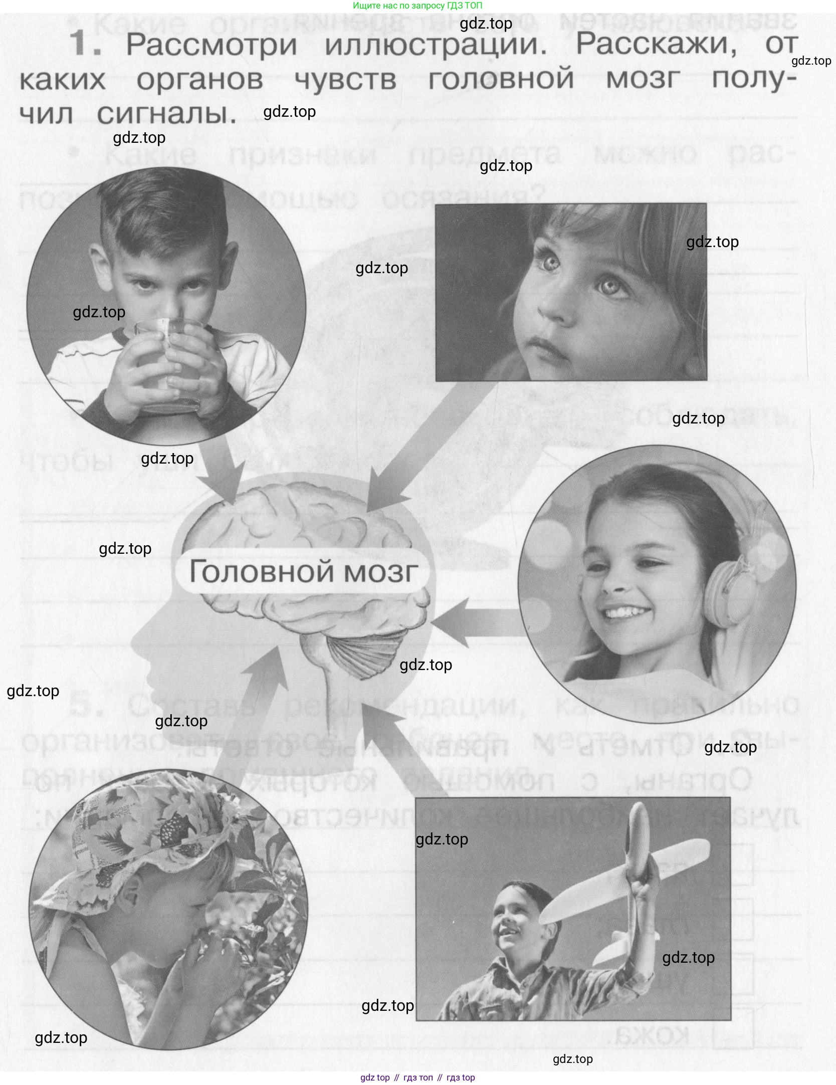 Окружающий мир, 4 класс рабочая тетрадь, авторы: Саплина Елена Витальевна, Саплин А И, Сивоглазов Владислав Иванович, издательство Дрофа, Москва, 2018, жёлтого цвета, Часть 1, страница 29, номер 1, Условие