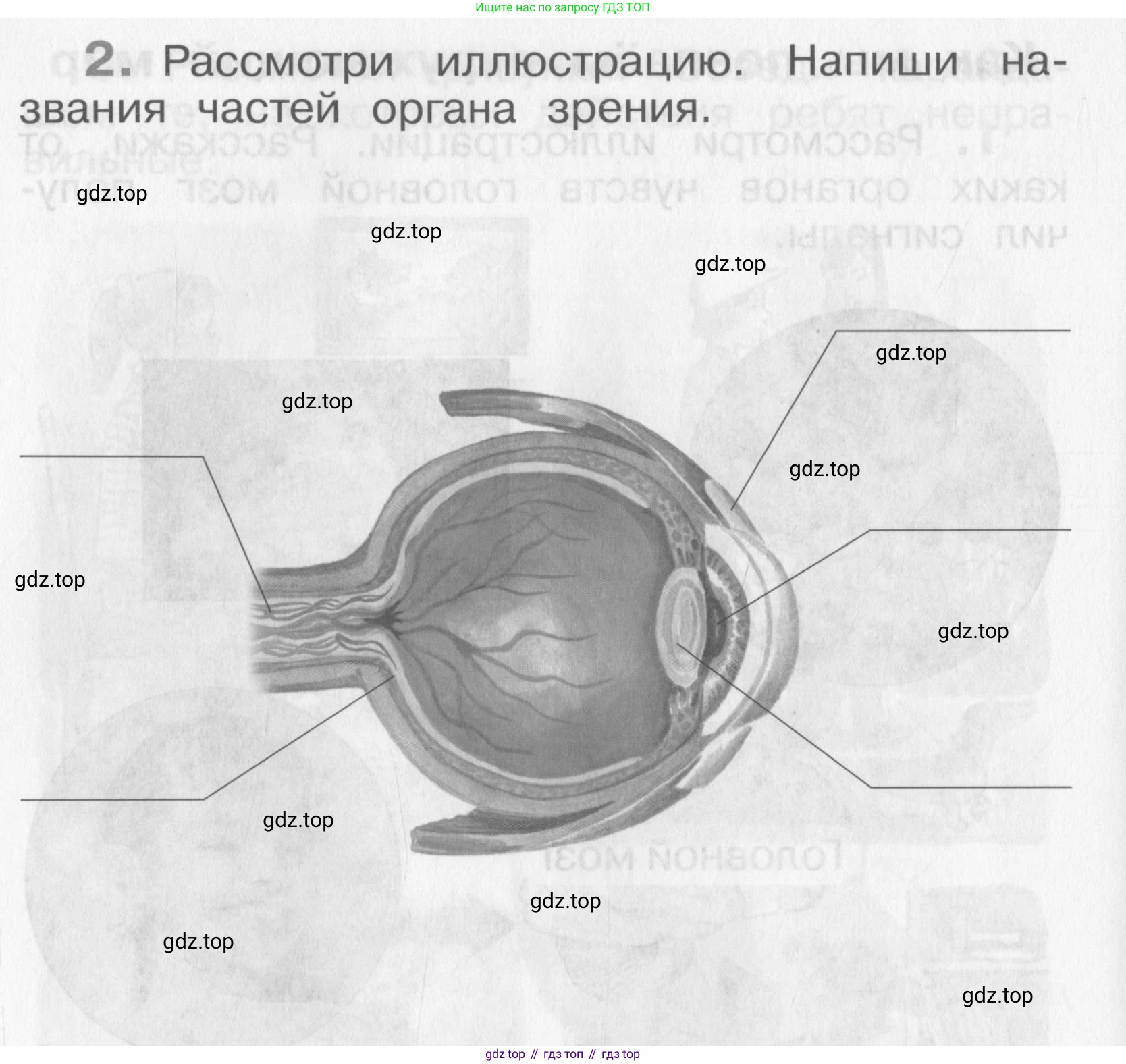 Окружающий мир, 4 класс рабочая тетрадь, авторы: Саплина Елена Витальевна, Саплин А И, Сивоглазов Владислав Иванович, издательство Дрофа, Москва, 2018, жёлтого цвета, Часть 1, страница 30, номер 2, Условие