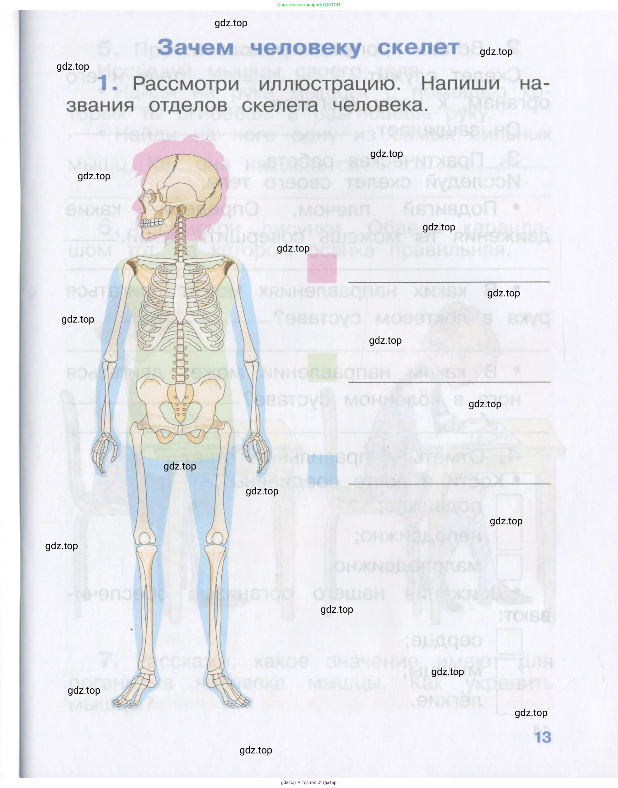 Окружающий мир, 4 класс рабочая тетрадь, авторы: Саплина Елена Витальевна, Саплин А И, Сивоглазов Владислав Иванович, издательство Дрофа, Москва, 2018, жёлтого цвета, Часть 1, страница 13