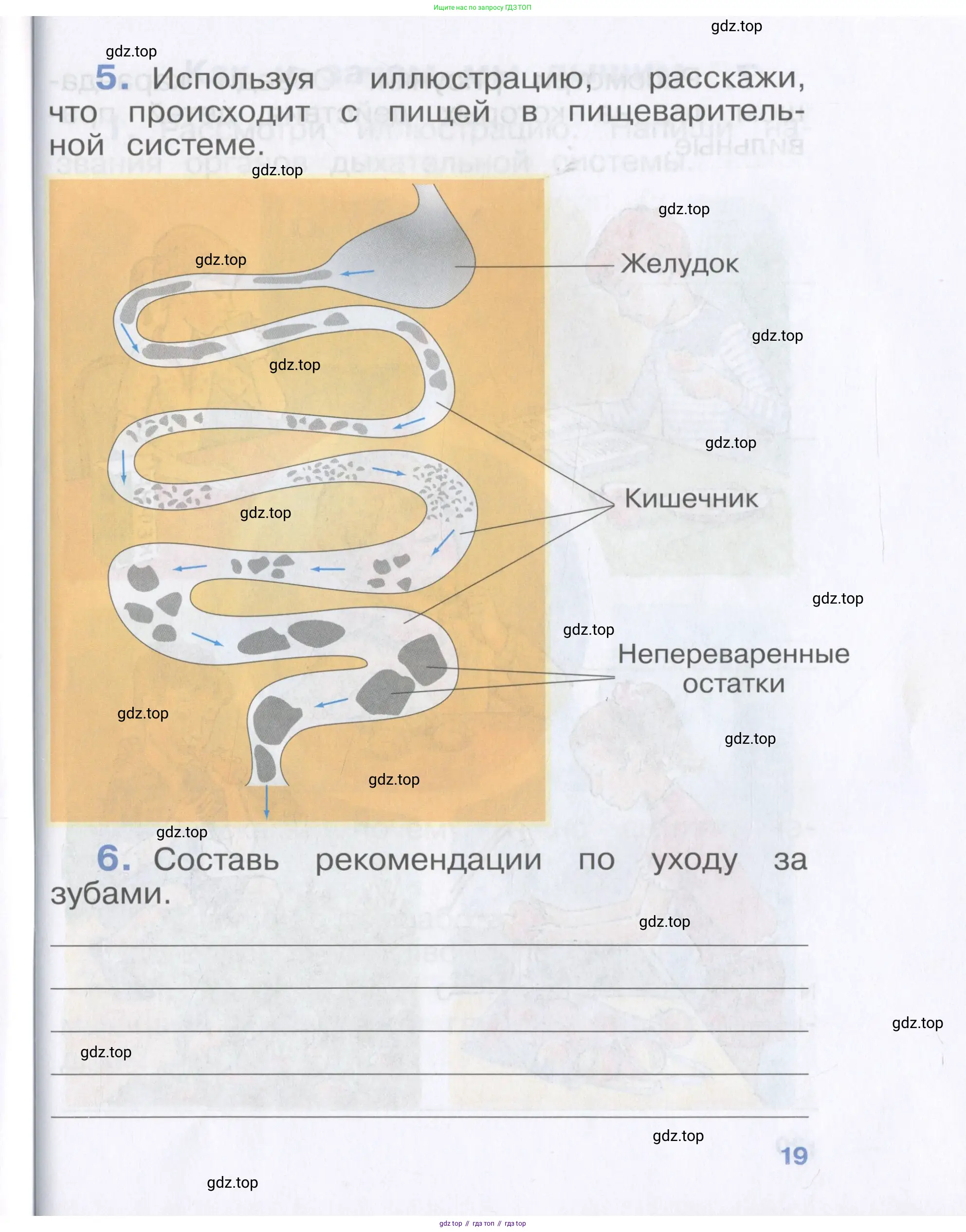 Окружающий мир, 4 класс рабочая тетрадь, авторы: Саплина Елена Витальевна, Саплин А И, Сивоглазов Владислав Иванович, издательство Дрофа, Москва, 2018, жёлтого цвета, Часть 1, страница 19