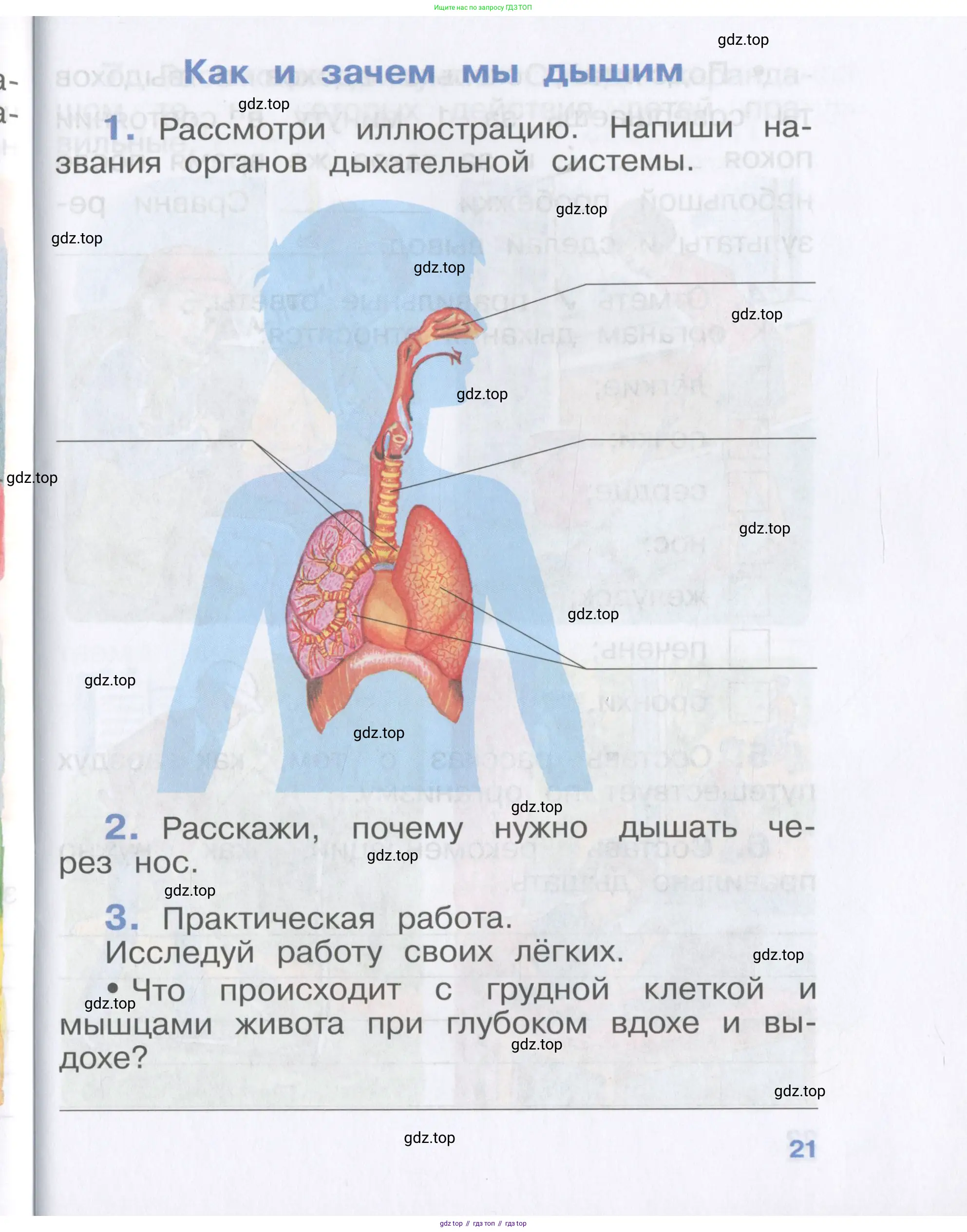 Окружающий мир, 4 класс рабочая тетрадь, авторы: Саплина Елена Витальевна, Саплин А И, Сивоглазов Владислав Иванович, издательство Дрофа, Москва, 2018, жёлтого цвета, Часть 1, страница 21