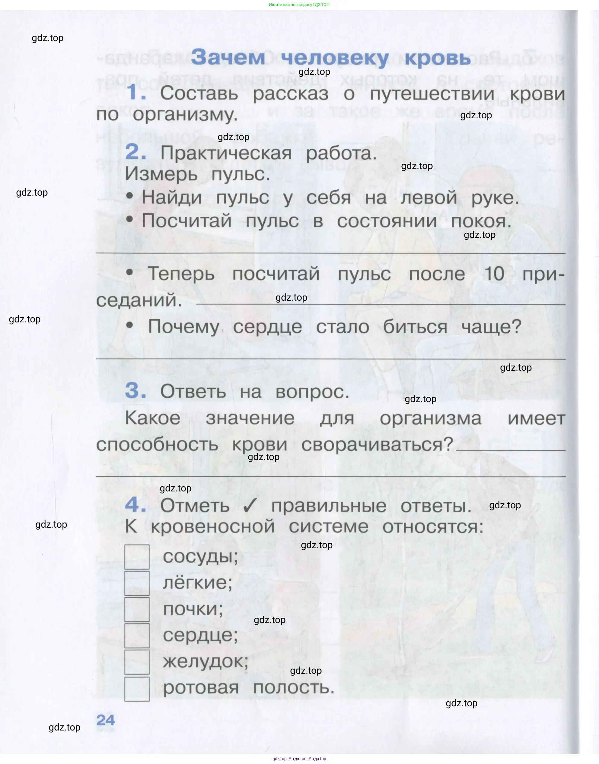 Окружающий мир, 4 класс рабочая тетрадь, авторы: Саплина Елена Витальевна, Саплин А И, Сивоглазов Владислав Иванович, издательство Дрофа, Москва, 2018, жёлтого цвета, Часть 1, страница 24