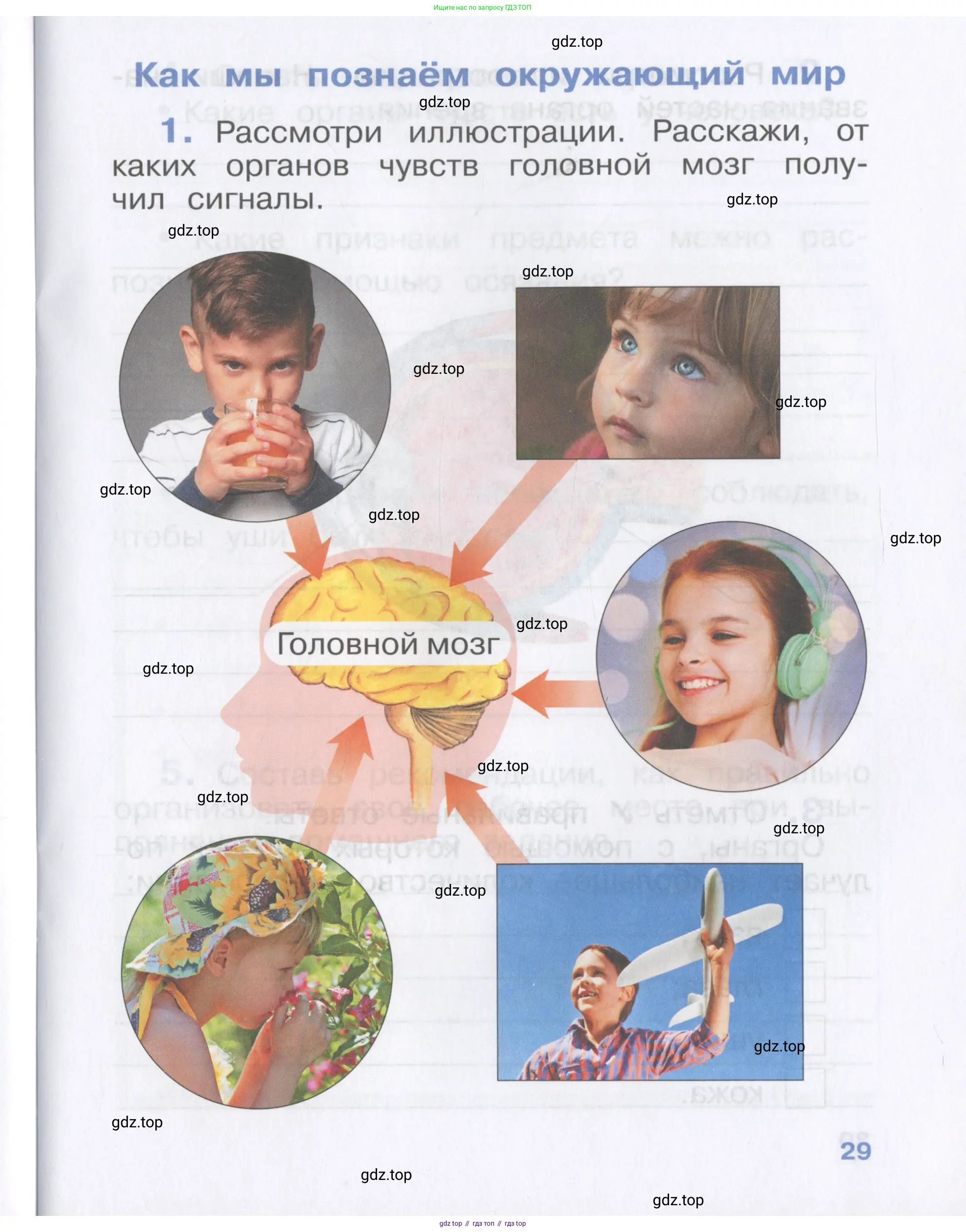 Окружающий мир, 4 класс рабочая тетрадь, авторы: Саплина Елена Витальевна, Саплин А И, Сивоглазов Владислав Иванович, издательство Дрофа, Москва, 2018, жёлтого цвета, Часть 1, страница 29