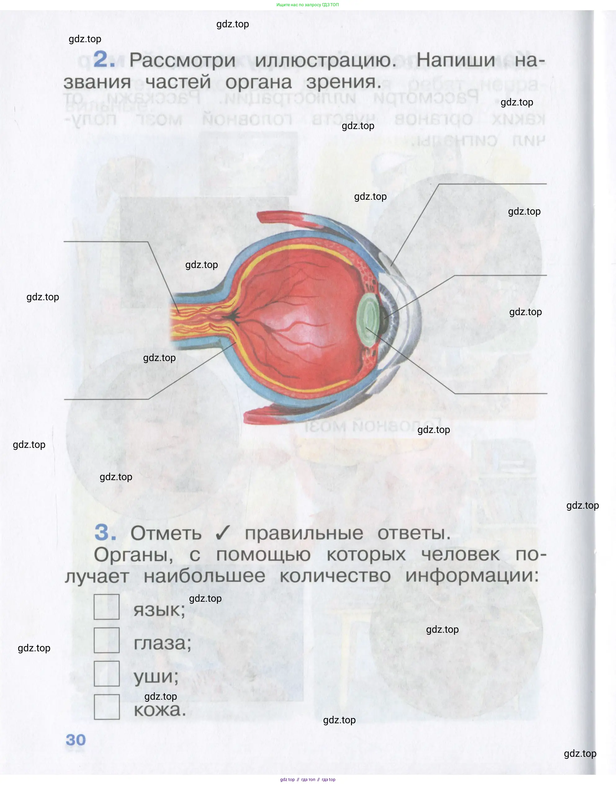 Окружающий мир, 4 класс рабочая тетрадь, авторы: Саплина Елена Витальевна, Саплин А И, Сивоглазов Владислав Иванович, издательство Дрофа, Москва, 2018, жёлтого цвета, Часть 1, страница 30
