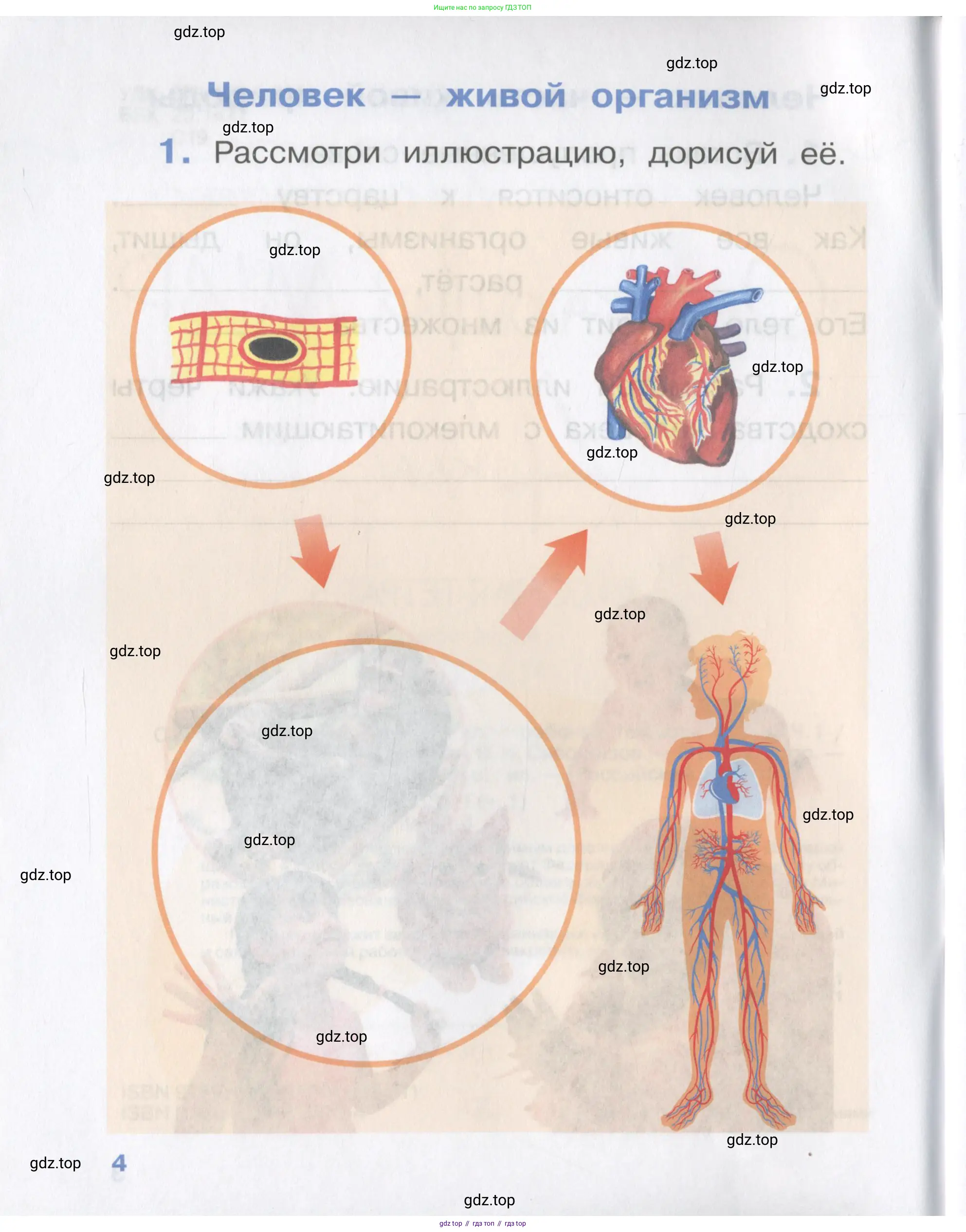 Окружающий мир, 4 класс рабочая тетрадь, авторы: Саплина Елена Витальевна, Саплин А И, Сивоглазов Владислав Иванович, издательство Дрофа, Москва, 2018, жёлтого цвета, Часть 1, страница 4
