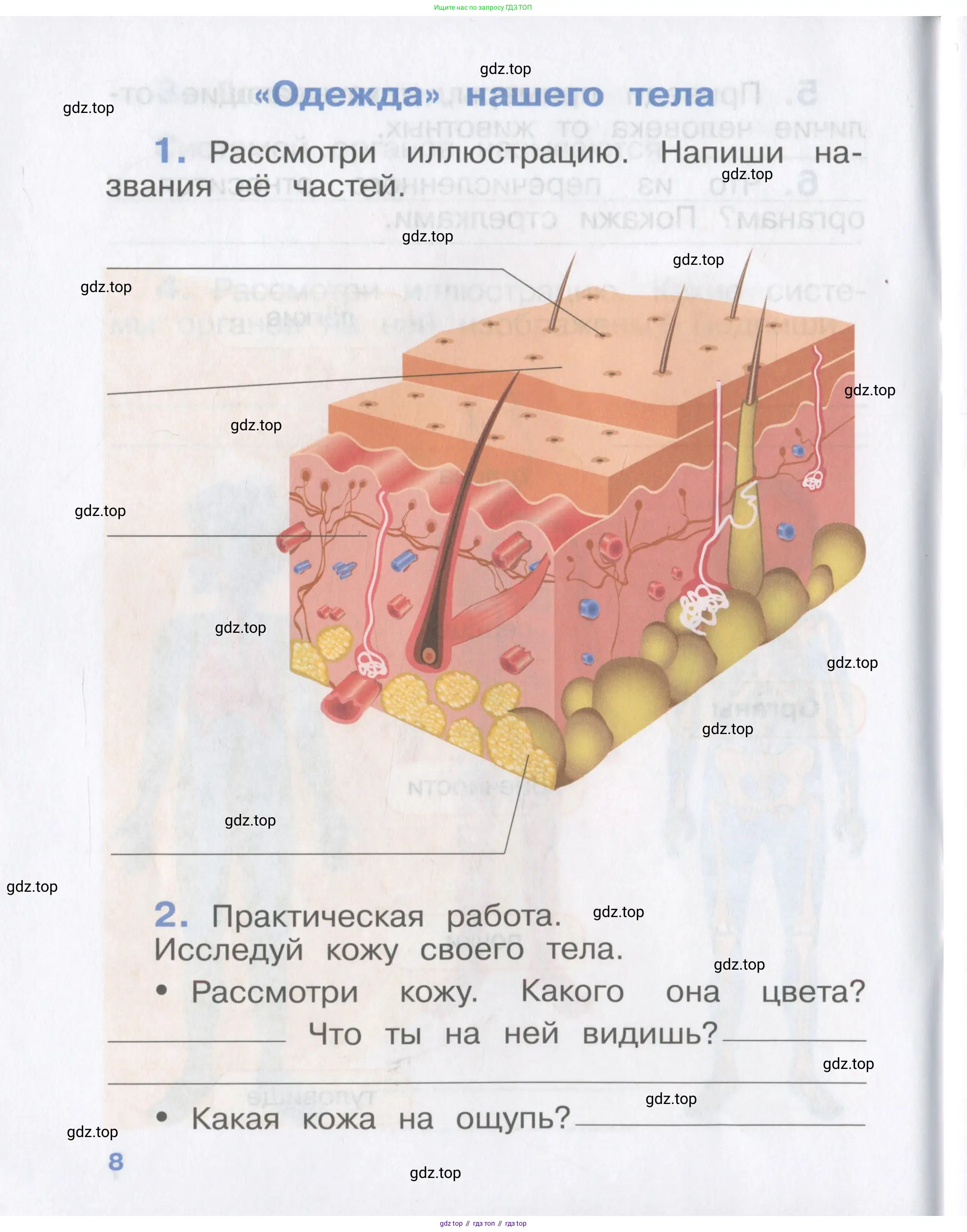Окружающий мир, 4 класс рабочая тетрадь, авторы: Саплина Елена Витальевна, Саплин А И, Сивоглазов Владислав Иванович, издательство Дрофа, Москва, 2018, жёлтого цвета, Часть 1, страница 8