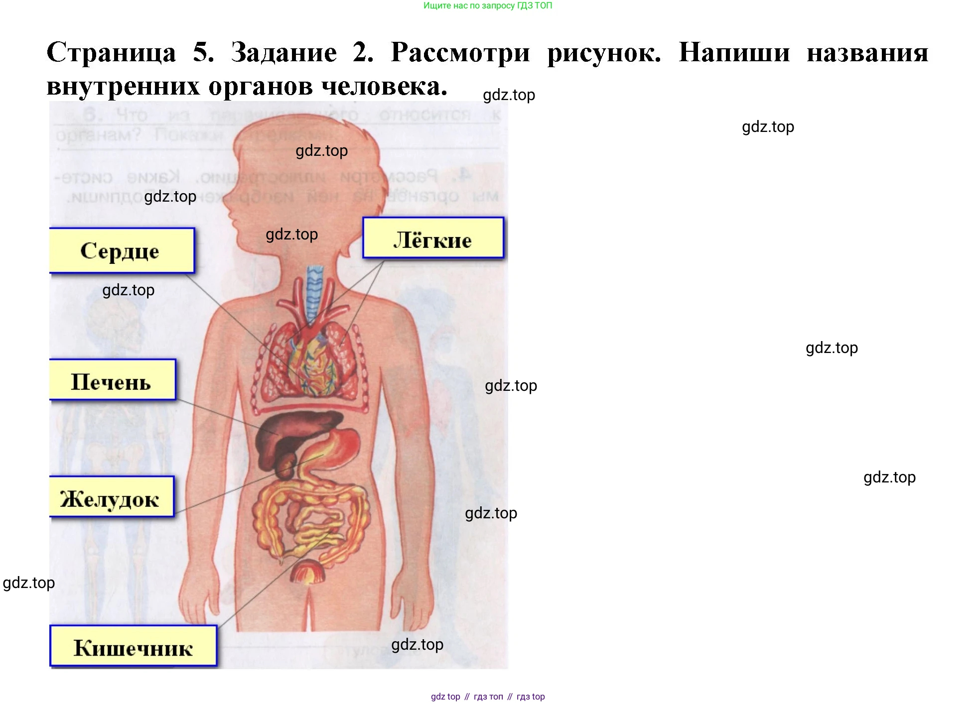 Окружающий мир, 4 класс рабочая тетрадь, авторы: Саплина Елена Витальевна, Саплин А И, Сивоглазов Владислав Иванович, издательство Дрофа, Москва, 2018, жёлтого цвета, Часть 1, страница 5, номер 2, Решение