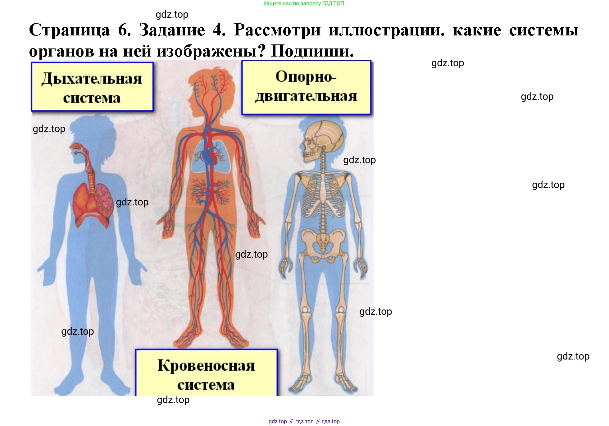 Окружающий мир, 4 класс рабочая тетрадь, авторы: Саплина Елена Витальевна, Саплин А И, Сивоглазов Владислав Иванович, издательство Дрофа, Москва, 2018, жёлтого цвета, Часть 1, страница 6, номер 4, Решение