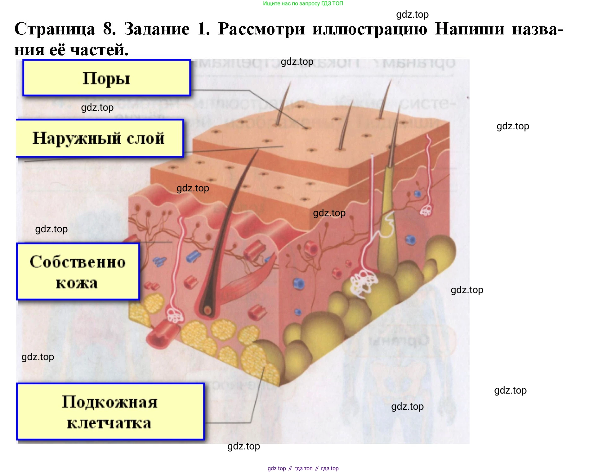 Окружающий мир, 4 класс рабочая тетрадь, авторы: Саплина Елена Витальевна, Саплин А И, Сивоглазов Владислав Иванович, издательство Дрофа, Москва, 2018, жёлтого цвета, Часть 1, страница 8, номер 1, Решение