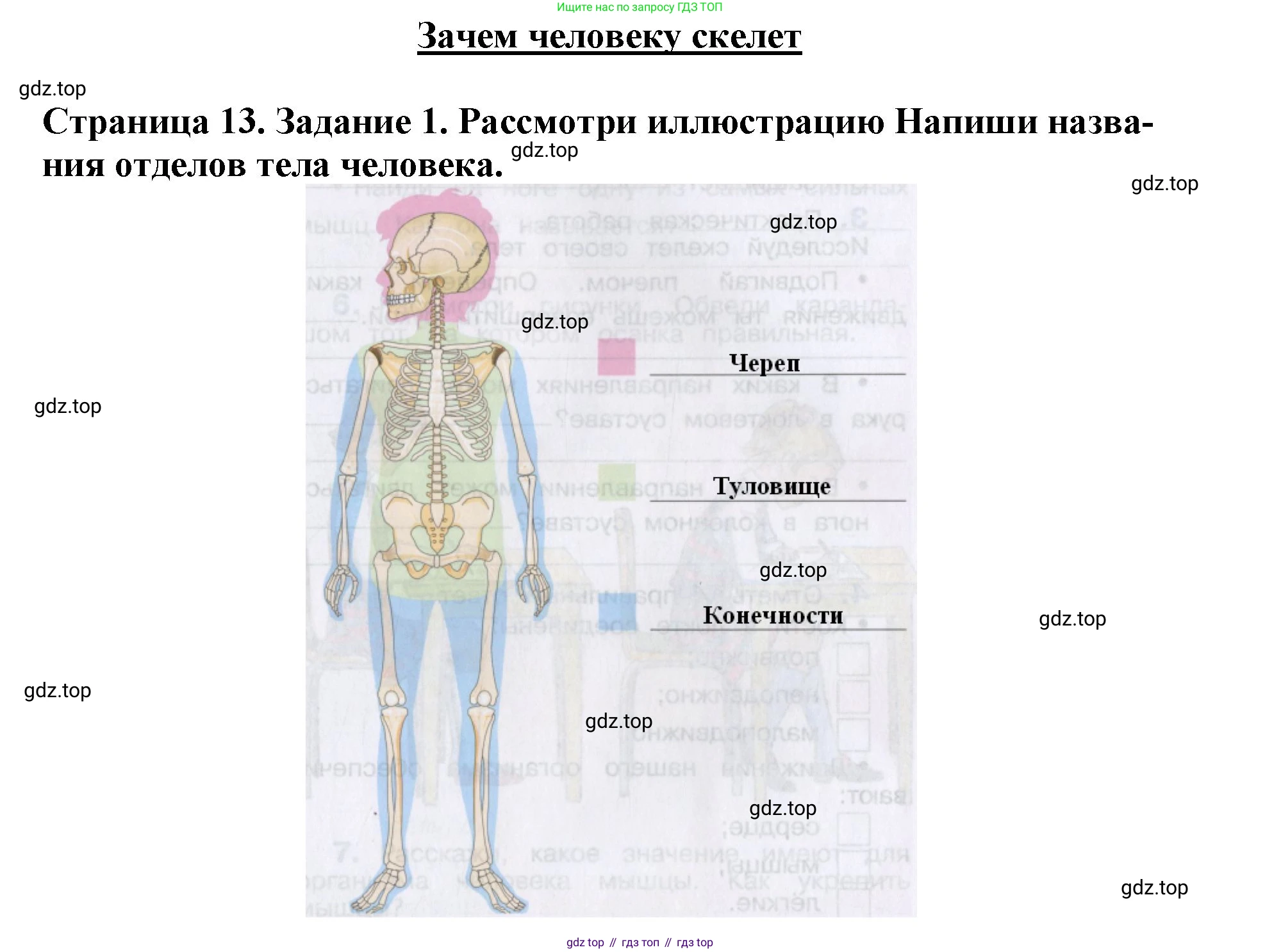 Окружающий мир, 4 класс рабочая тетрадь, авторы: Саплина Елена Витальевна, Саплин А И, Сивоглазов Владислав Иванович, издательство Дрофа, Москва, 2018, жёлтого цвета, Часть 1, страница 13, номер 1, Решение