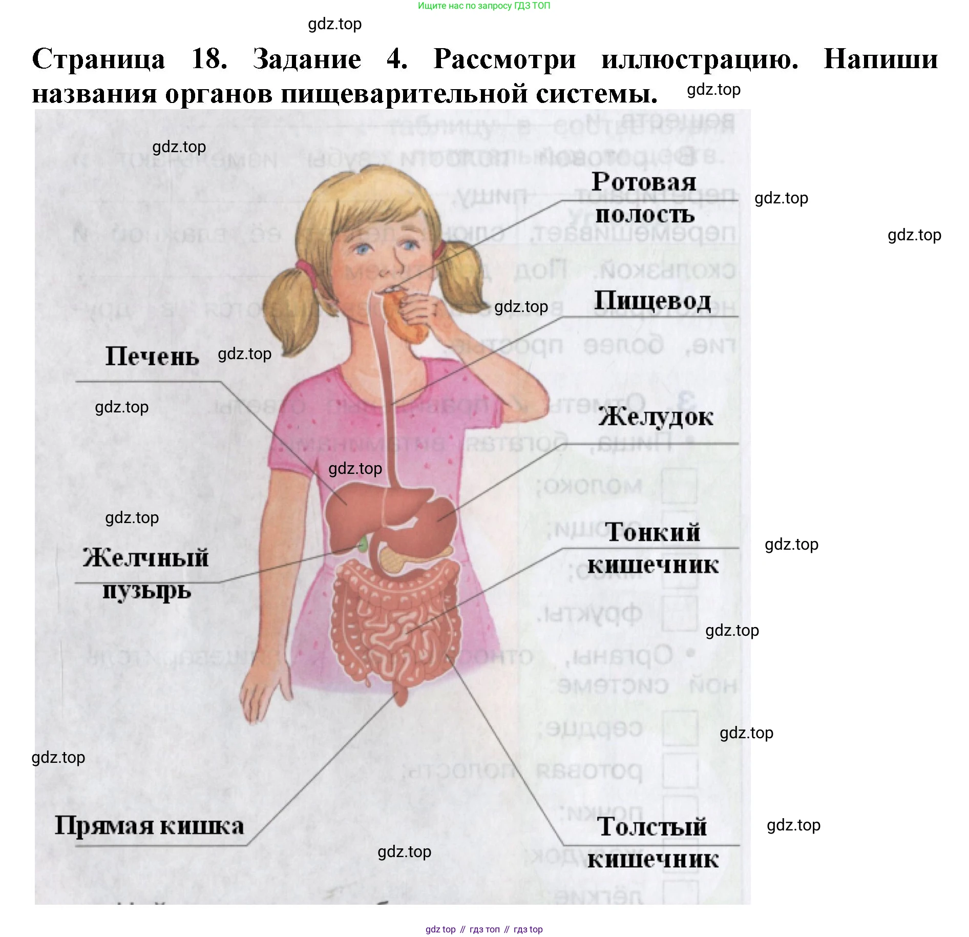 Окружающий мир, 4 класс рабочая тетрадь, авторы: Саплина Елена Витальевна, Саплин А И, Сивоглазов Владислав Иванович, издательство Дрофа, Москва, 2018, жёлтого цвета, Часть 1, страница 18, номер 4, Решение