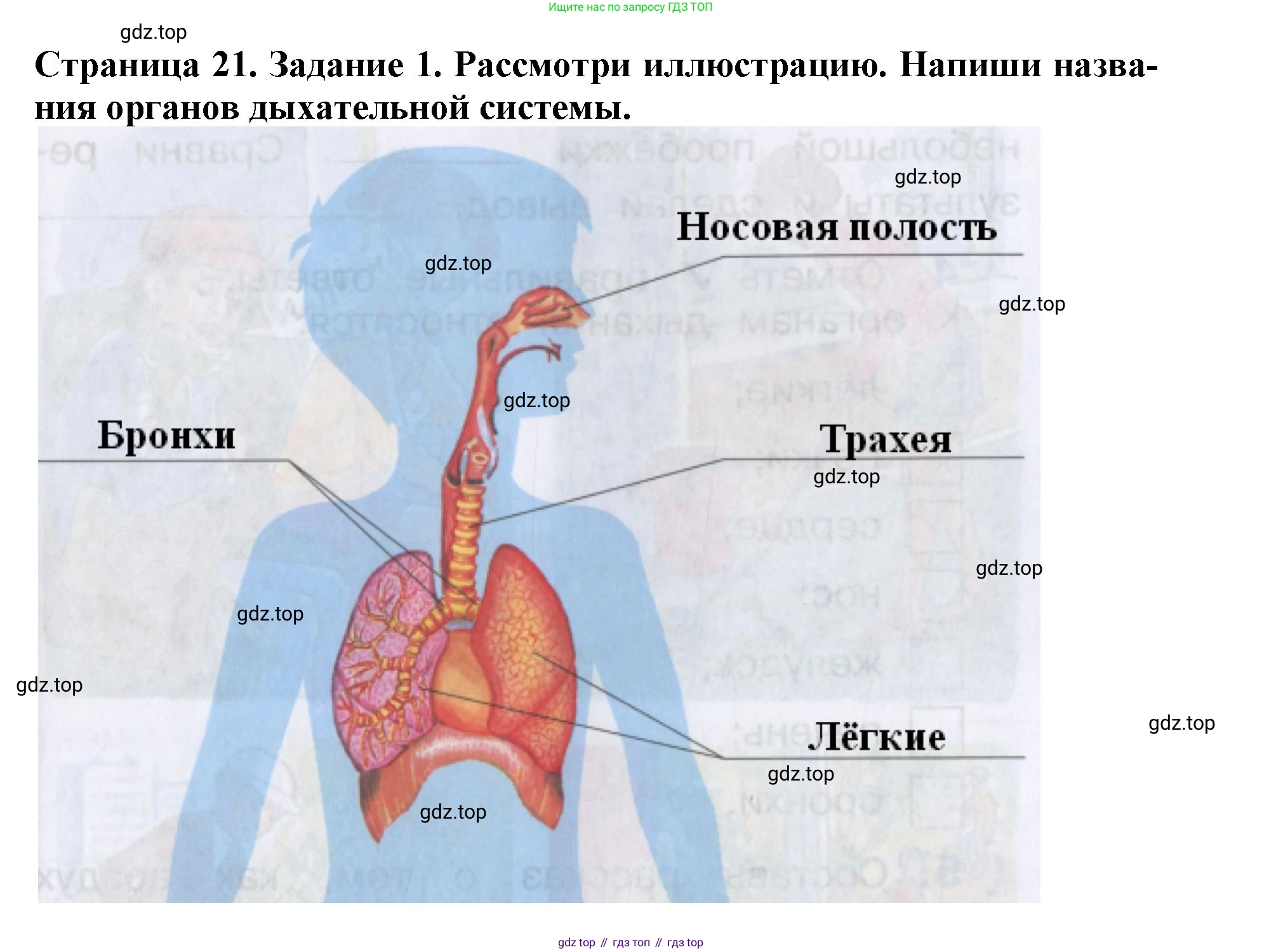 Окружающий мир, 4 класс рабочая тетрадь, авторы: Саплина Елена Витальевна, Саплин А И, Сивоглазов Владислав Иванович, издательство Дрофа, Москва, 2018, жёлтого цвета, Часть 1, страница 21, номер 1, Решение
