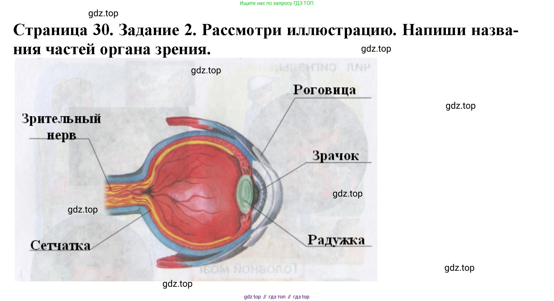 Окружающий мир, 4 класс рабочая тетрадь, авторы: Саплина Елена Витальевна, Саплин А И, Сивоглазов Владислав Иванович, издательство Дрофа, Москва, 2018, жёлтого цвета, Часть 1, страница 30, номер 2, Решение