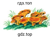 Почему грибы лисички так названы? На что ещё похожи лисички по цвету? Что обозначает выражение стайка лисичек?