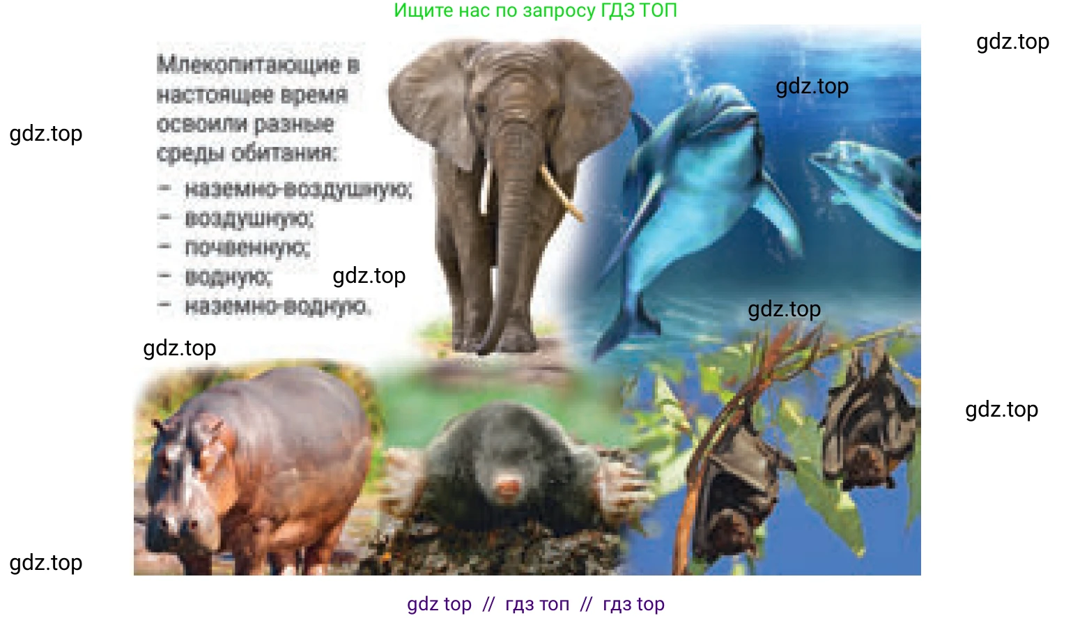 Русский язык, 6 класс Учебник, авторы: Капенова Жанарсын Жуматовна, Валова Мария Валерьевна, Мирошникова Наталья Владимировна, издательство Арман-ПВ, Астана, 2018, страница 161, номер 3, Условие (продолжение 2)