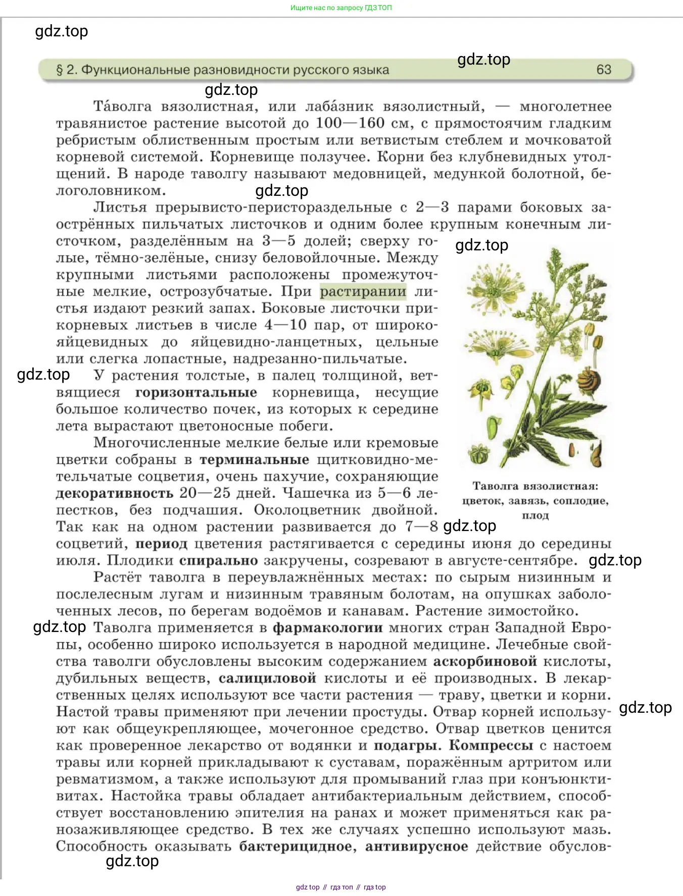Русский язык, 11 класс Учебник, авторы: Львова Светлана Ивановна, Львов Валентин Витальевич, издательство Мнемозина, Москва, 2019, серого цвета, страница 63