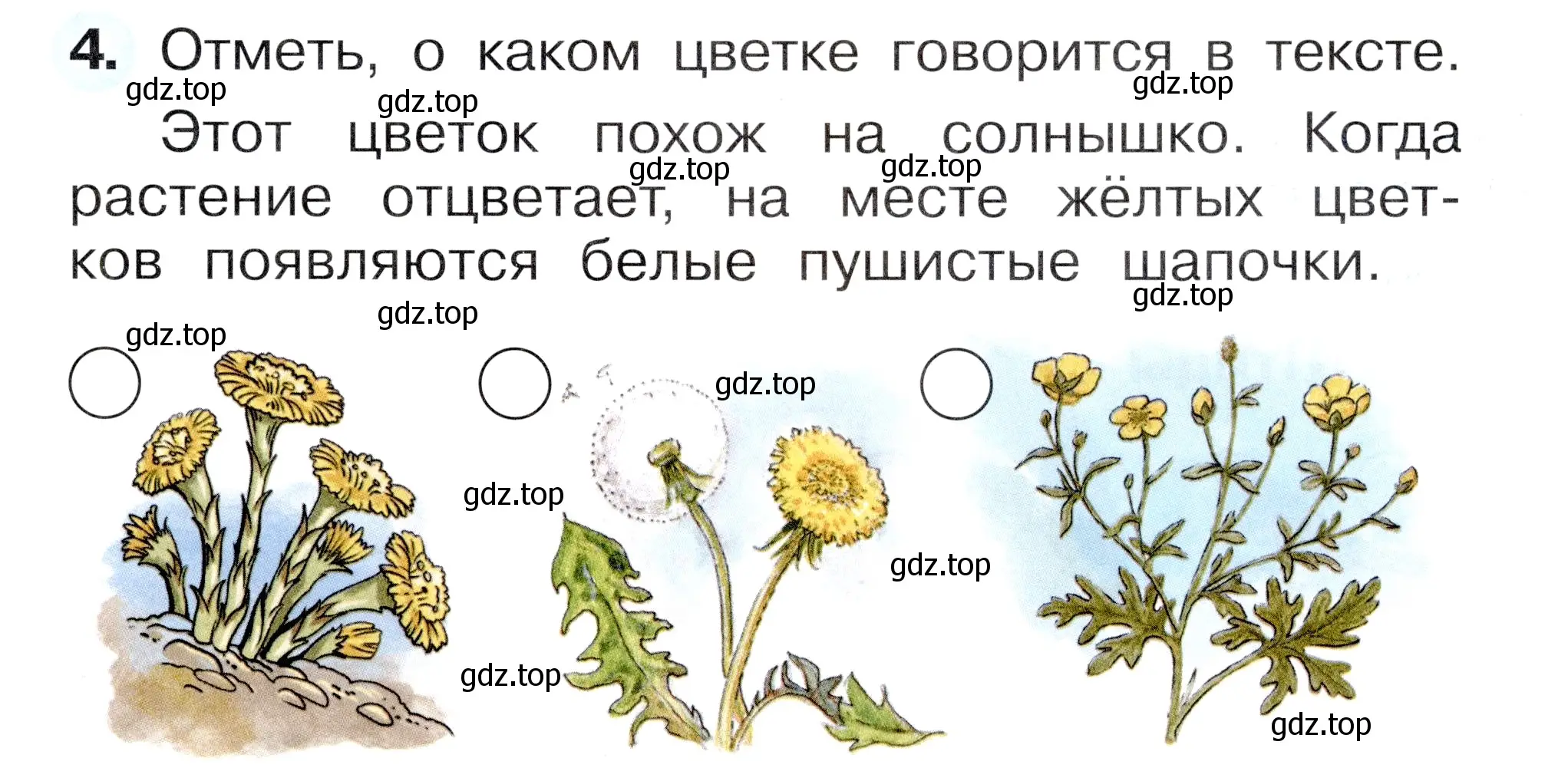 Условие номер 4 (страница 31) гдз по окружающему миру 1 класс Плешаков, Новицкая, рабочая тетрадь 1 часть