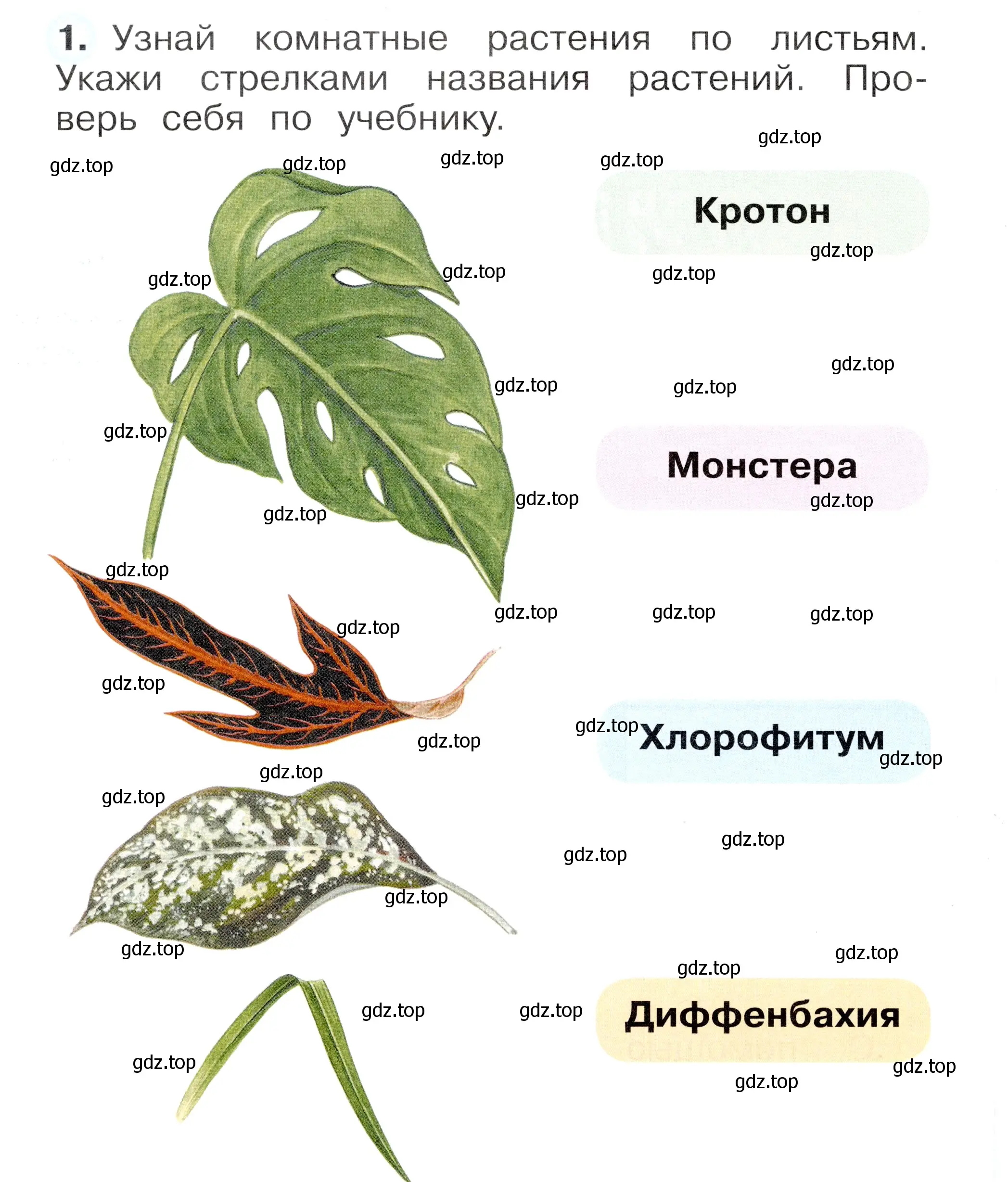 Условие номер 1 (страница 50) гдз по окружающему миру 1 класс Плешаков, Новицкая, рабочая тетрадь 1 часть