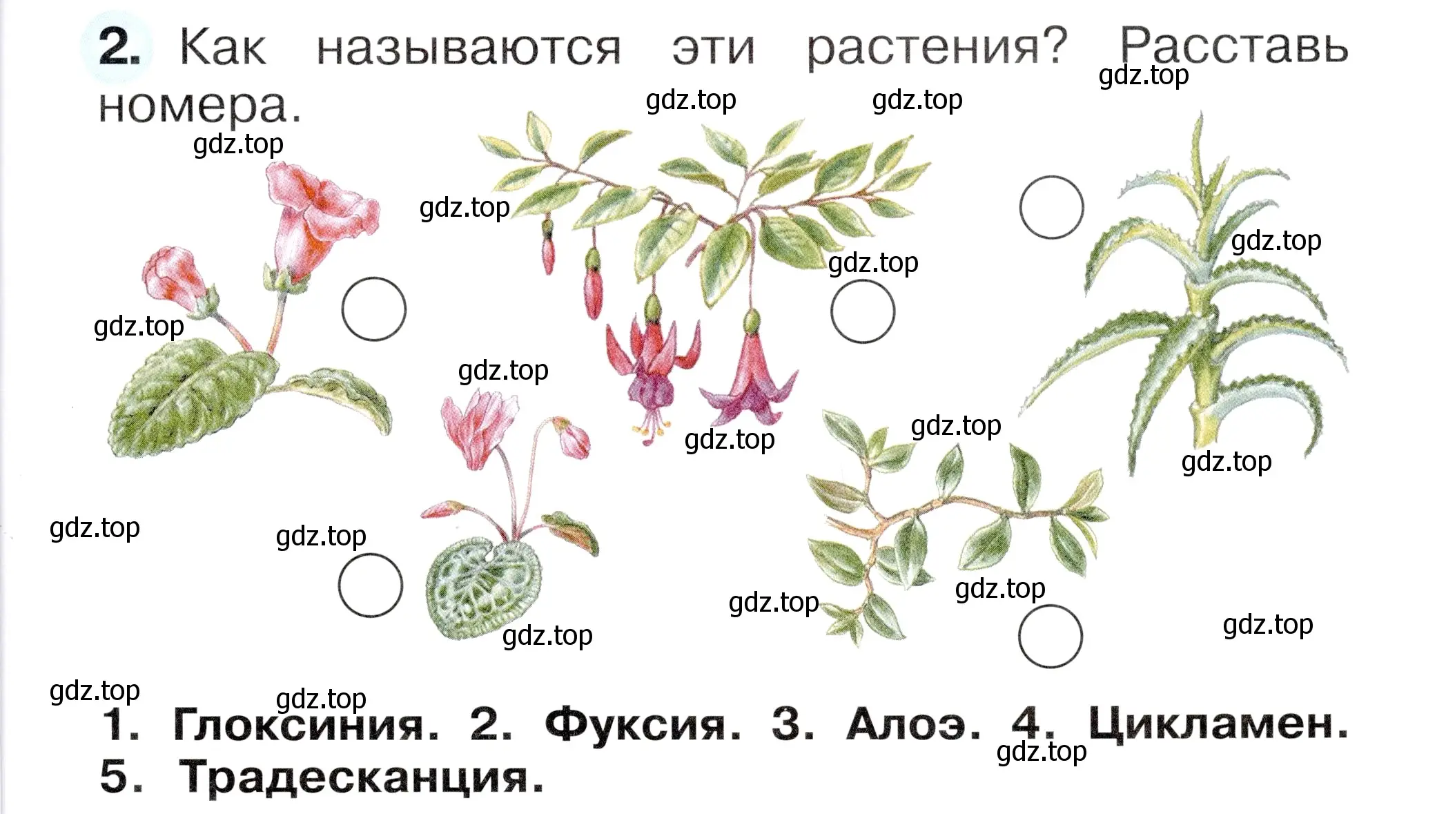 Условие номер 2 (страница 51) гдз по окружающему миру 1 класс Плешаков, Новицкая, рабочая тетрадь 1 часть