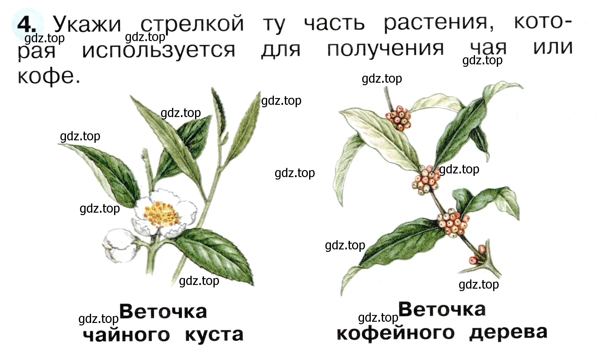 Условие номер 4 (страница 57) гдз по окружающему миру 1 класс Плешаков, Новицкая, рабочая тетрадь 1 часть