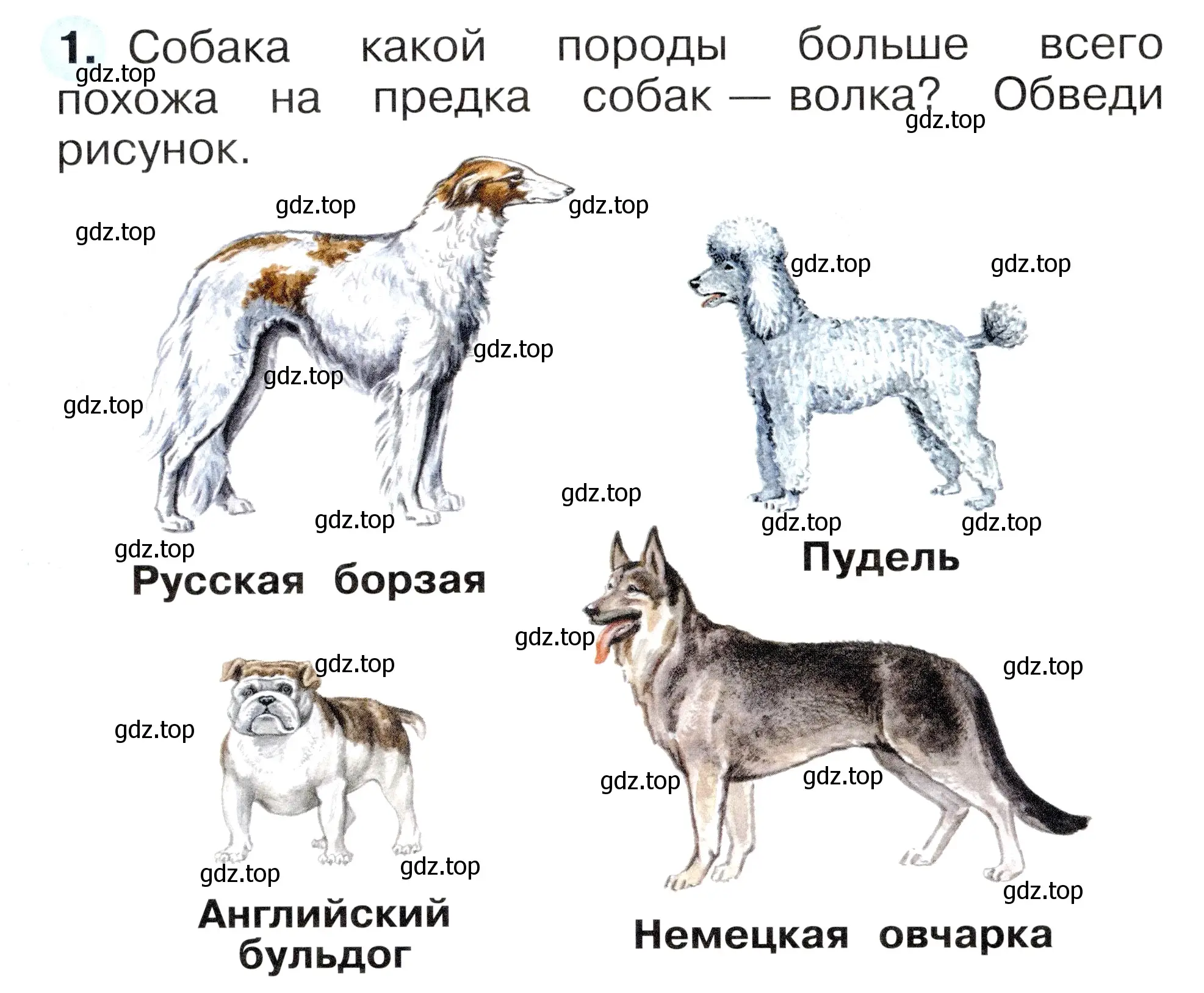 Условие номер 1 (страница 60) гдз по окружающему миру 1 класс Плешаков, Новицкая, рабочая тетрадь 1 часть