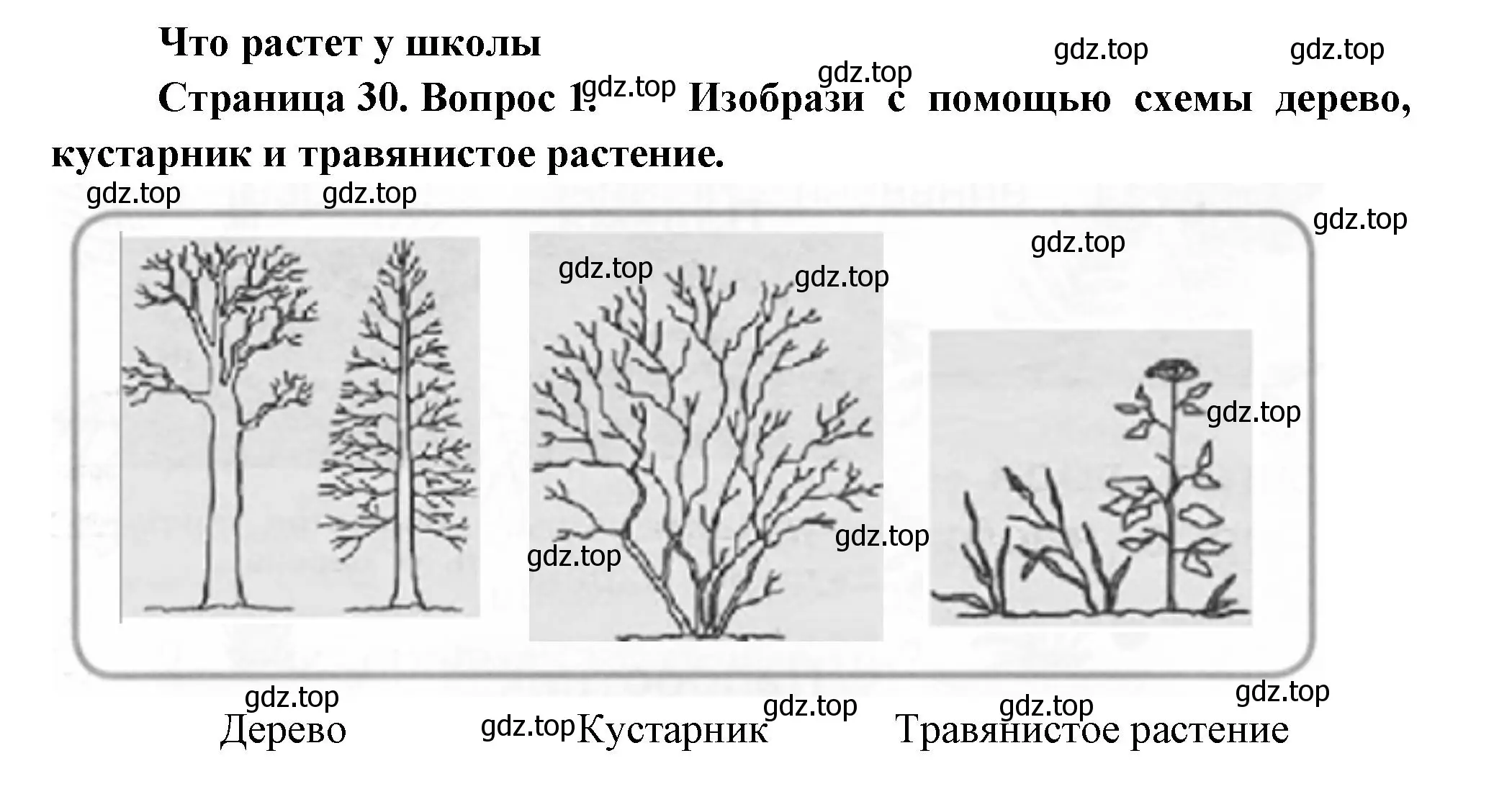 Решение номер 1 (страница 30) гдз по окружающему миру 1 класс Плешаков, Новицкая, рабочая тетрадь 1 часть