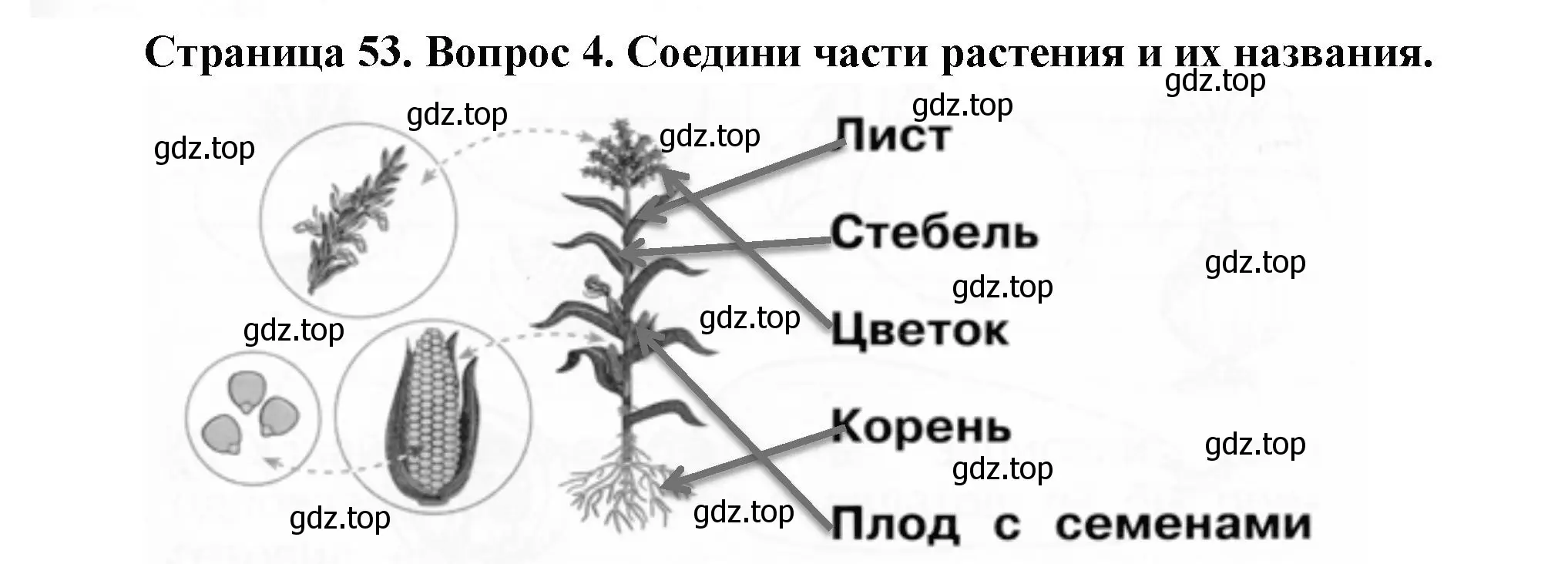 Решение номер 4 (страница 53) гдз по окружающему миру 1 класс Плешаков, Новицкая, рабочая тетрадь 1 часть