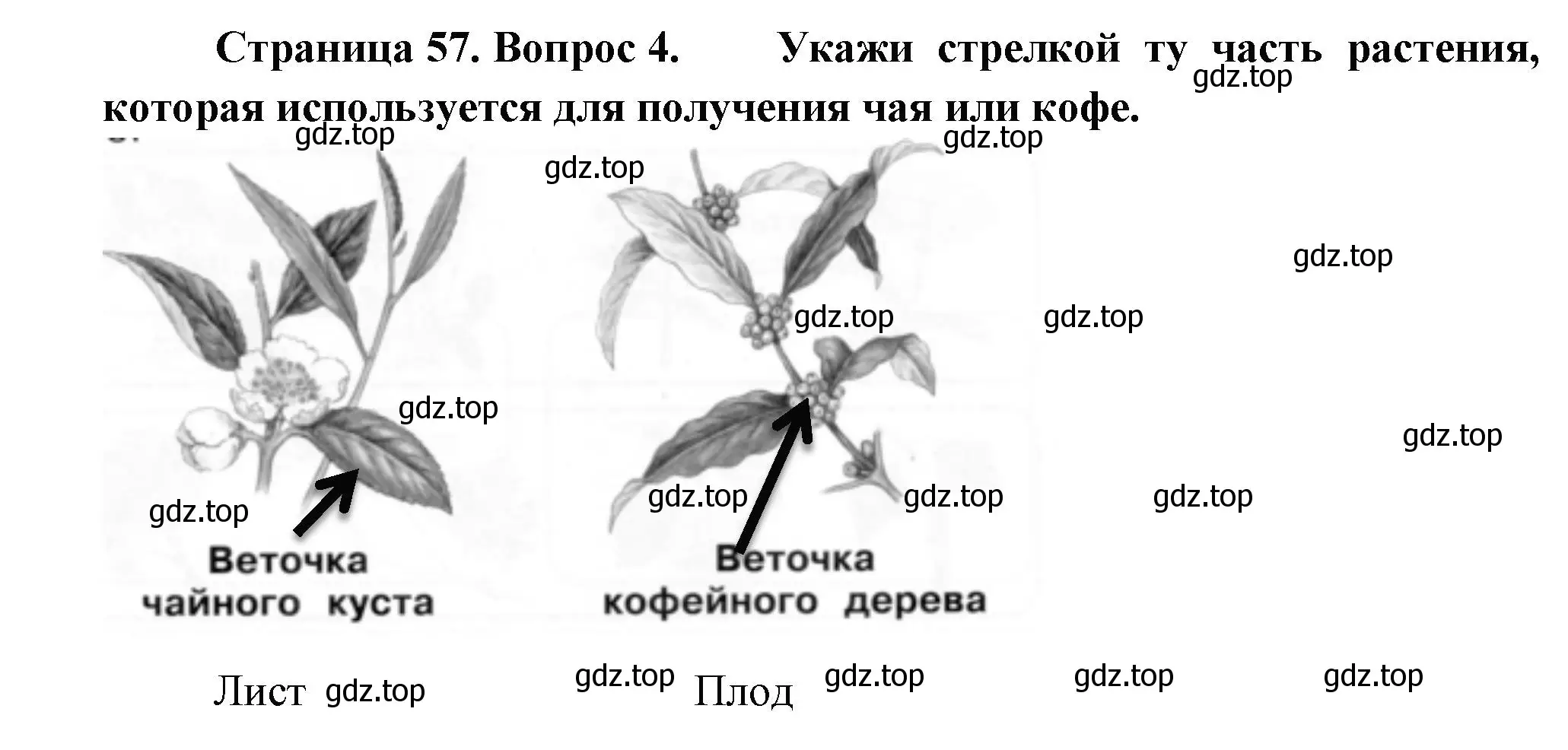 Решение номер 4 (страница 57) гдз по окружающему миру 1 класс Плешаков, Новицкая, рабочая тетрадь 1 часть