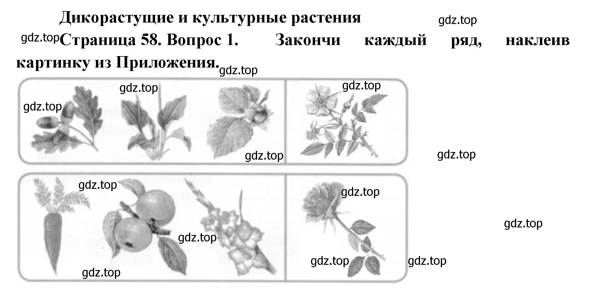 Решение номер 1 (страница 58) гдз по окружающему миру 1 класс Плешаков, Новицкая, рабочая тетрадь 1 часть