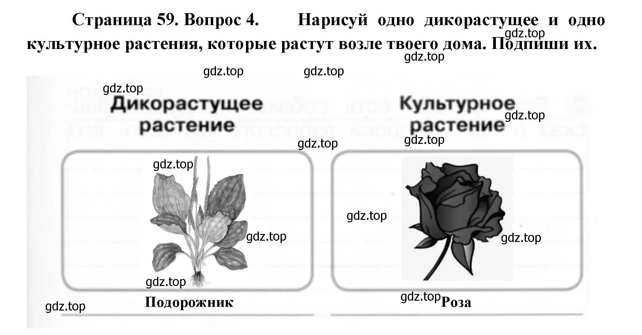 Решение номер 4 (страница 59) гдз по окружающему миру 1 класс Плешаков, Новицкая, рабочая тетрадь 1 часть