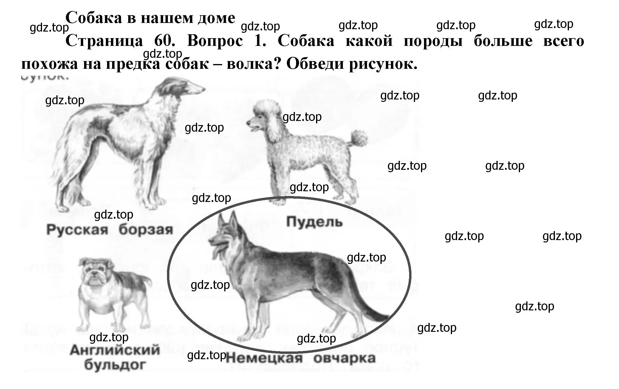 Решение номер 1 (страница 60) гдз по окружающему миру 1 класс Плешаков, Новицкая, рабочая тетрадь 1 часть