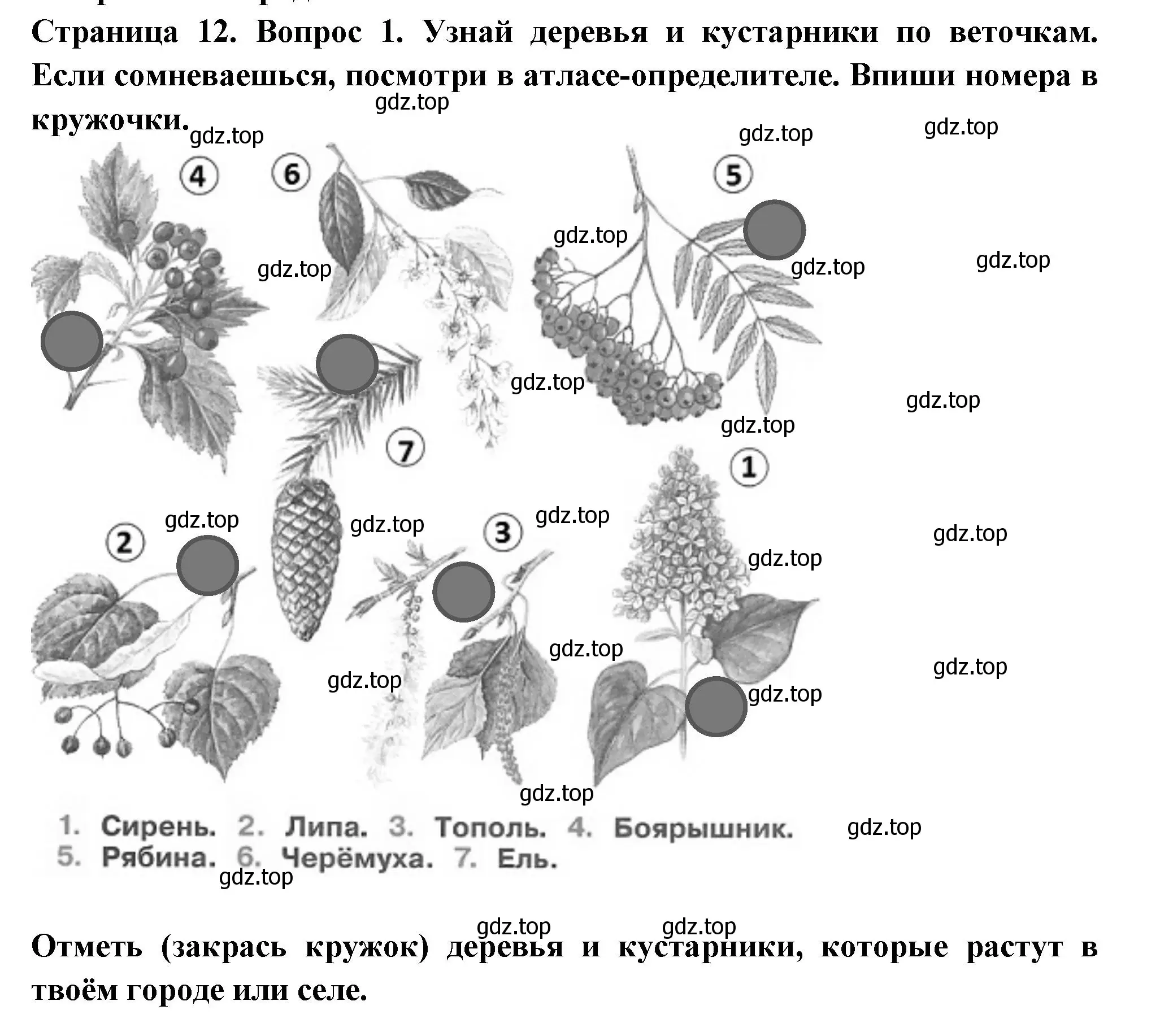 Решение номер 1 (страница 12) гдз по окружающему миру 1 класс Плешаков, Новицкая, рабочая тетрадь 2 часть