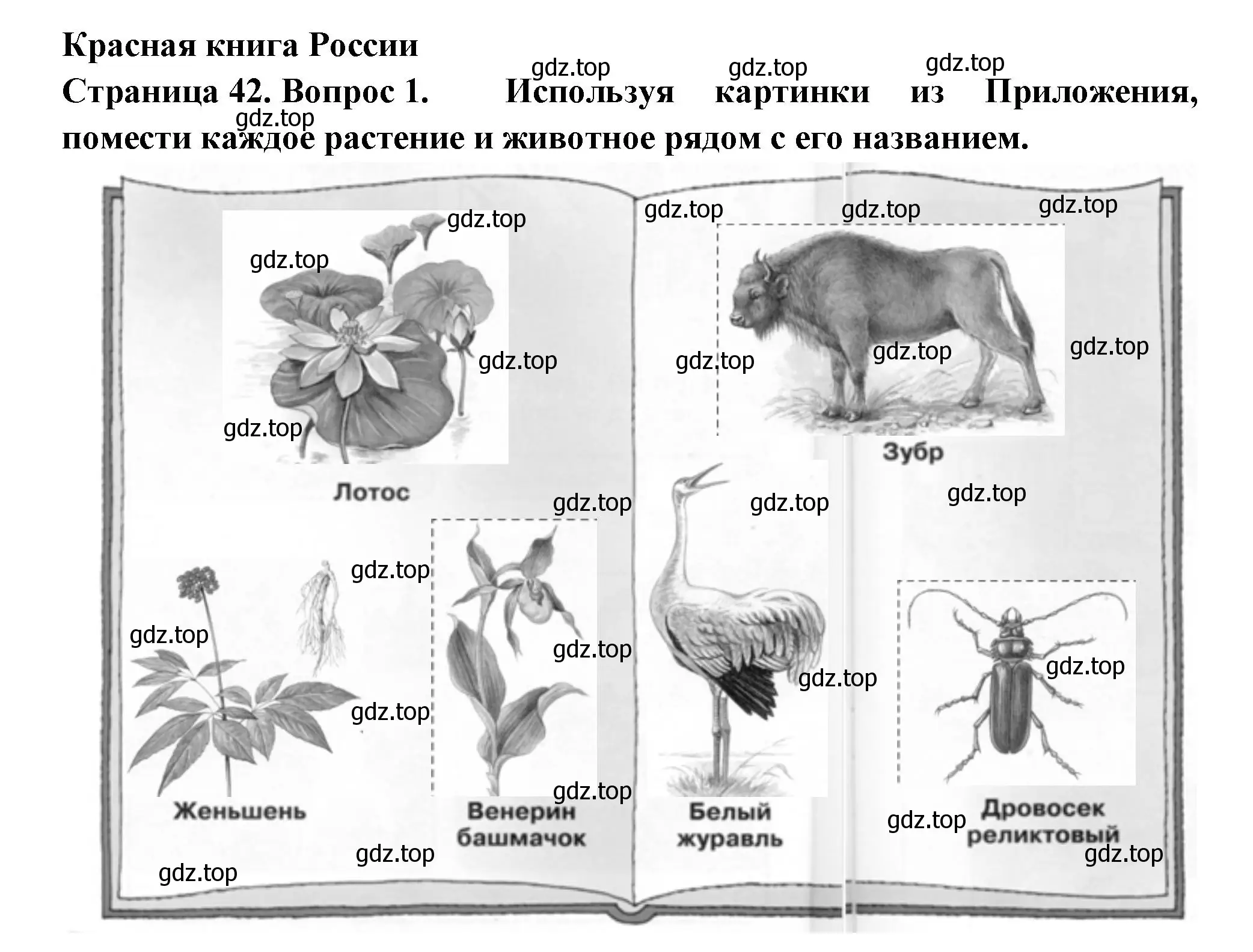 Решение номер 1 (страница 42) гдз по окружающему миру 1 класс Плешаков, Новицкая, рабочая тетрадь 2 часть