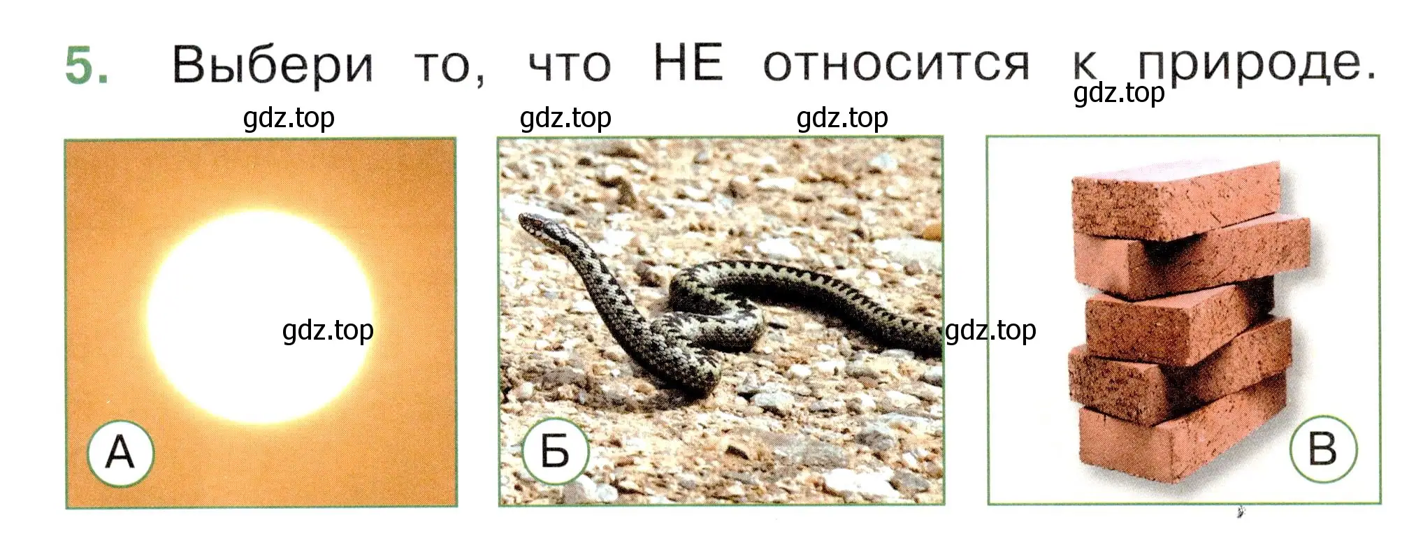 Условие номер 5 (страница 4) гдз по окружающему миру 1 класс Плешаков, Новицкая, тесты