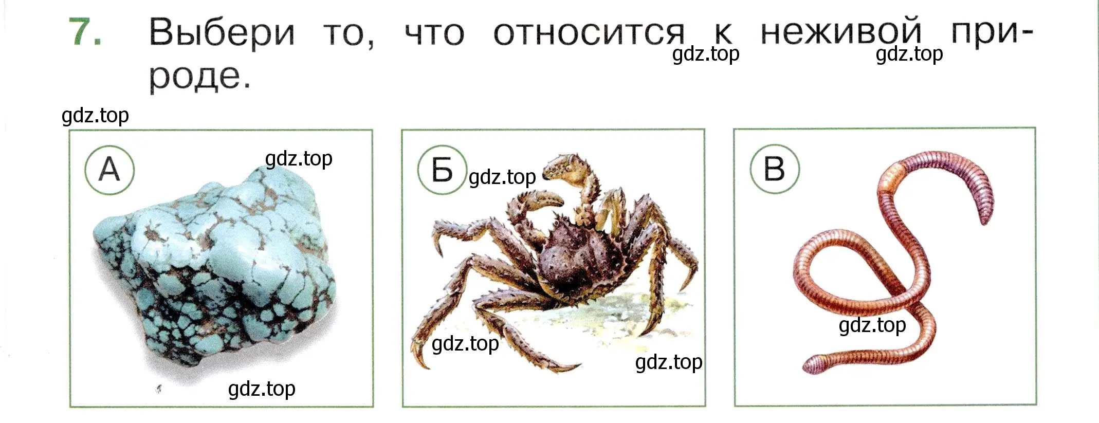 Условие номер 7 (страница 5) гдз по окружающему миру 1 класс Плешаков, Новицкая, тесты