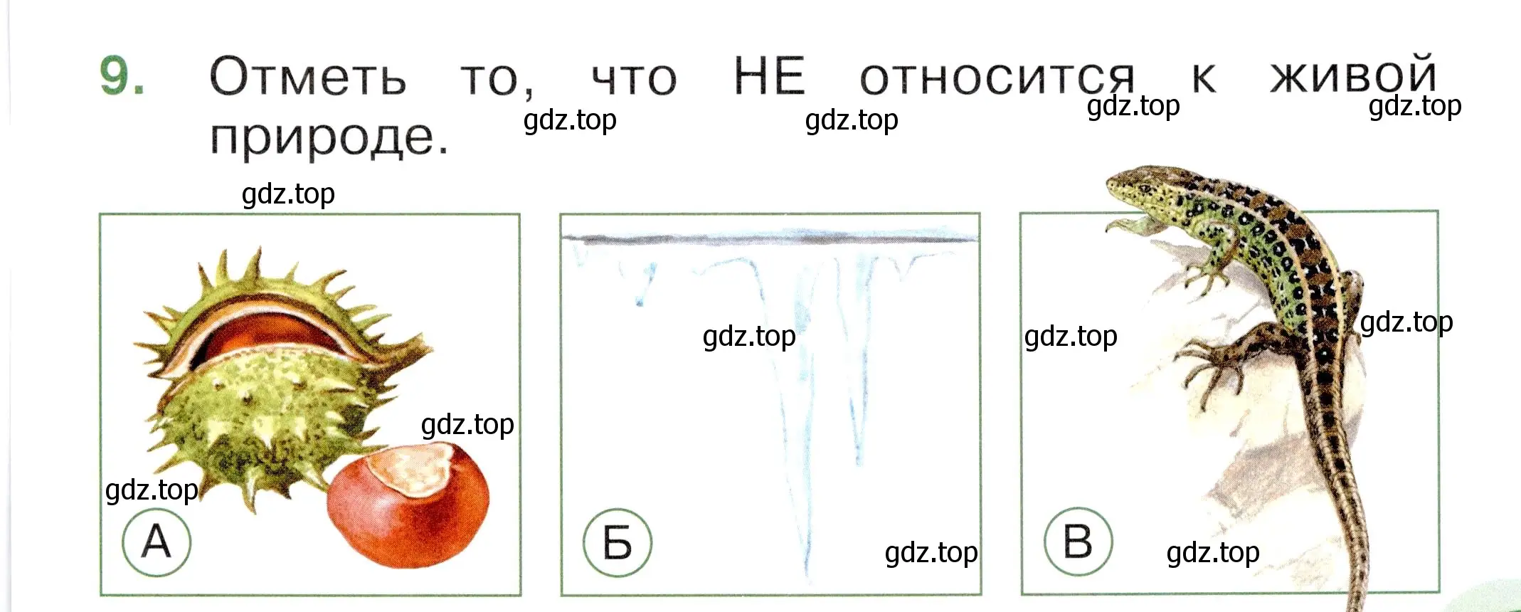 Условие номер 9 (страница 5) гдз по окружающему миру 1 класс Плешаков, Новицкая, тесты