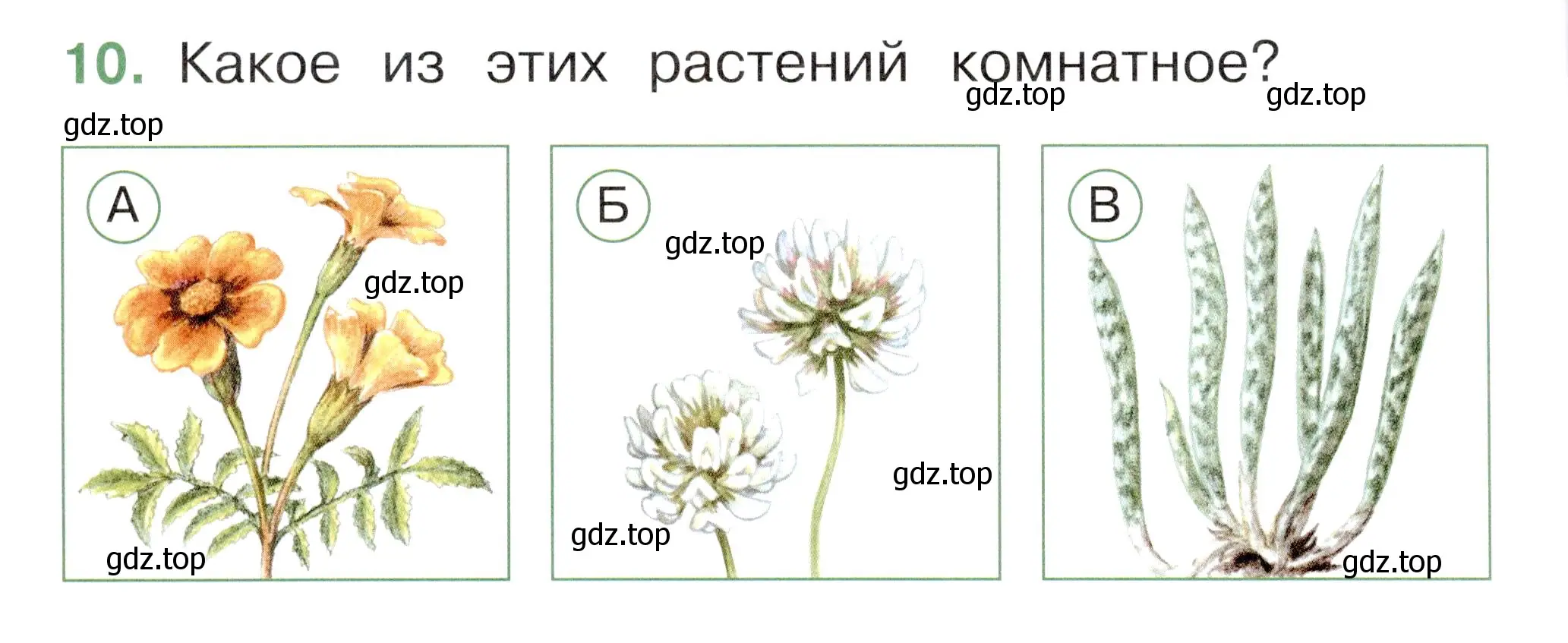 Условие номер 10 (страница 16) гдз по окружающему миру 1 класс Плешаков, Новицкая, тесты