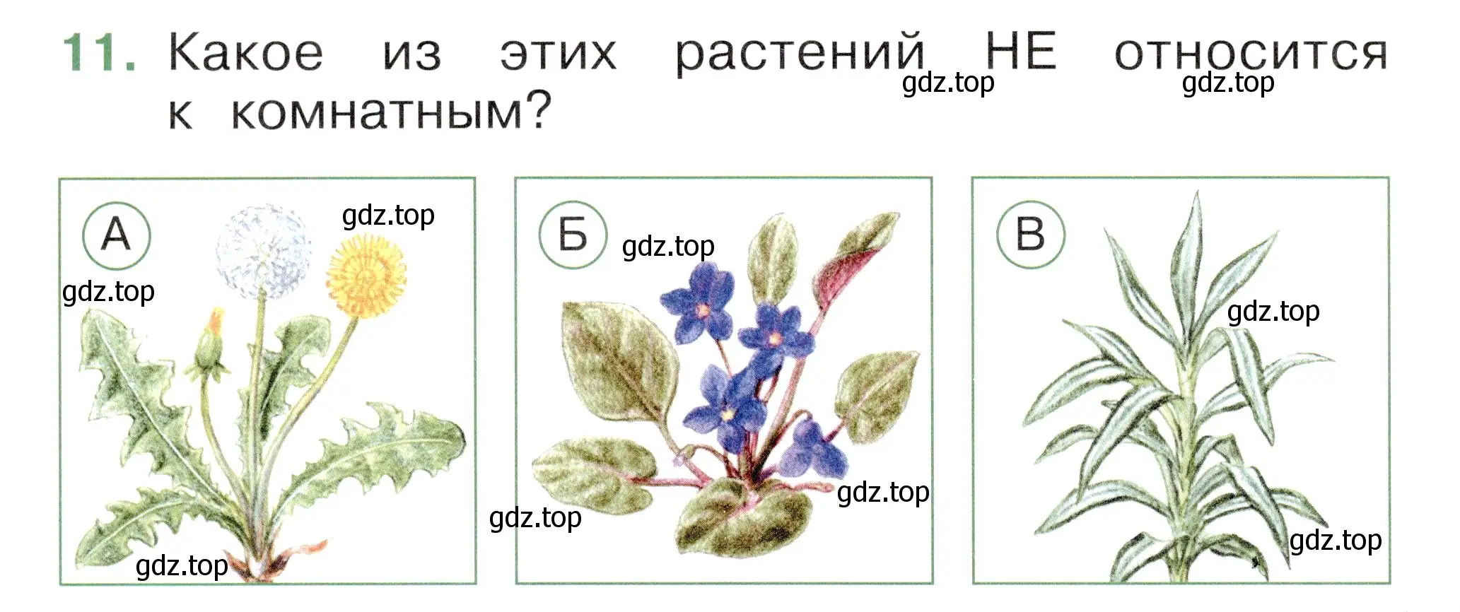 Условие номер 11 (страница 16) гдз по окружающему миру 1 класс Плешаков, Новицкая, тесты