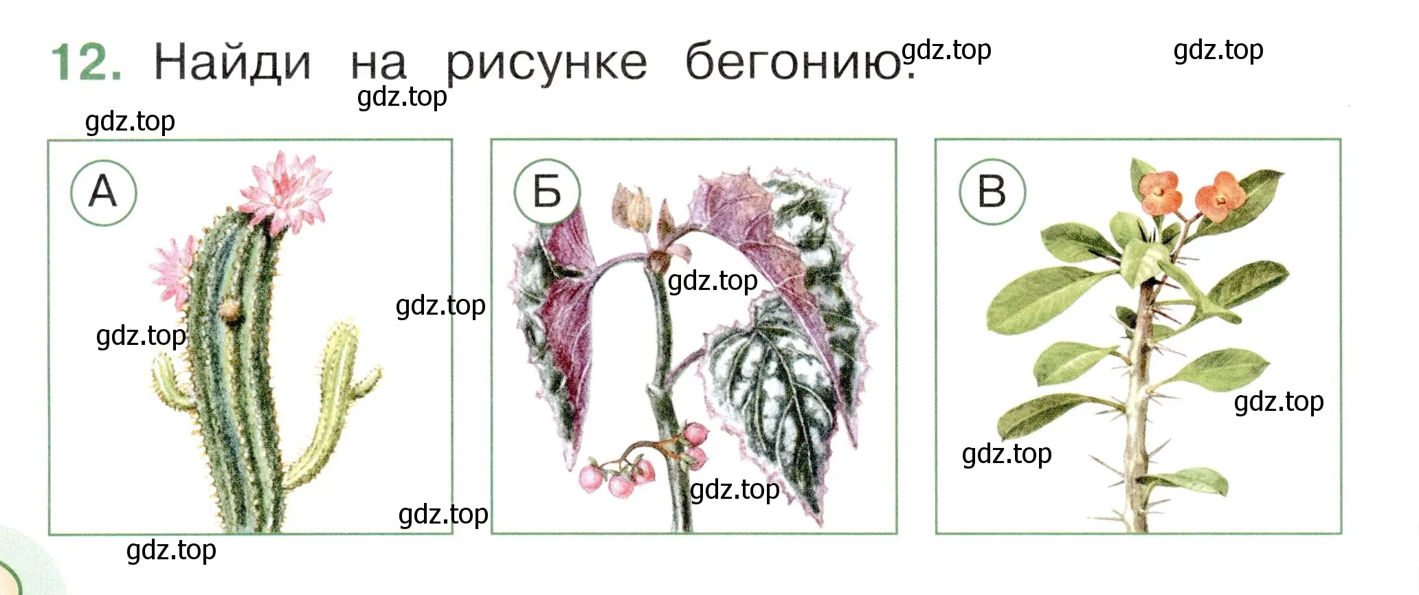 Условие номер 12 (страница 16) гдз по окружающему миру 1 класс Плешаков, Новицкая, тесты