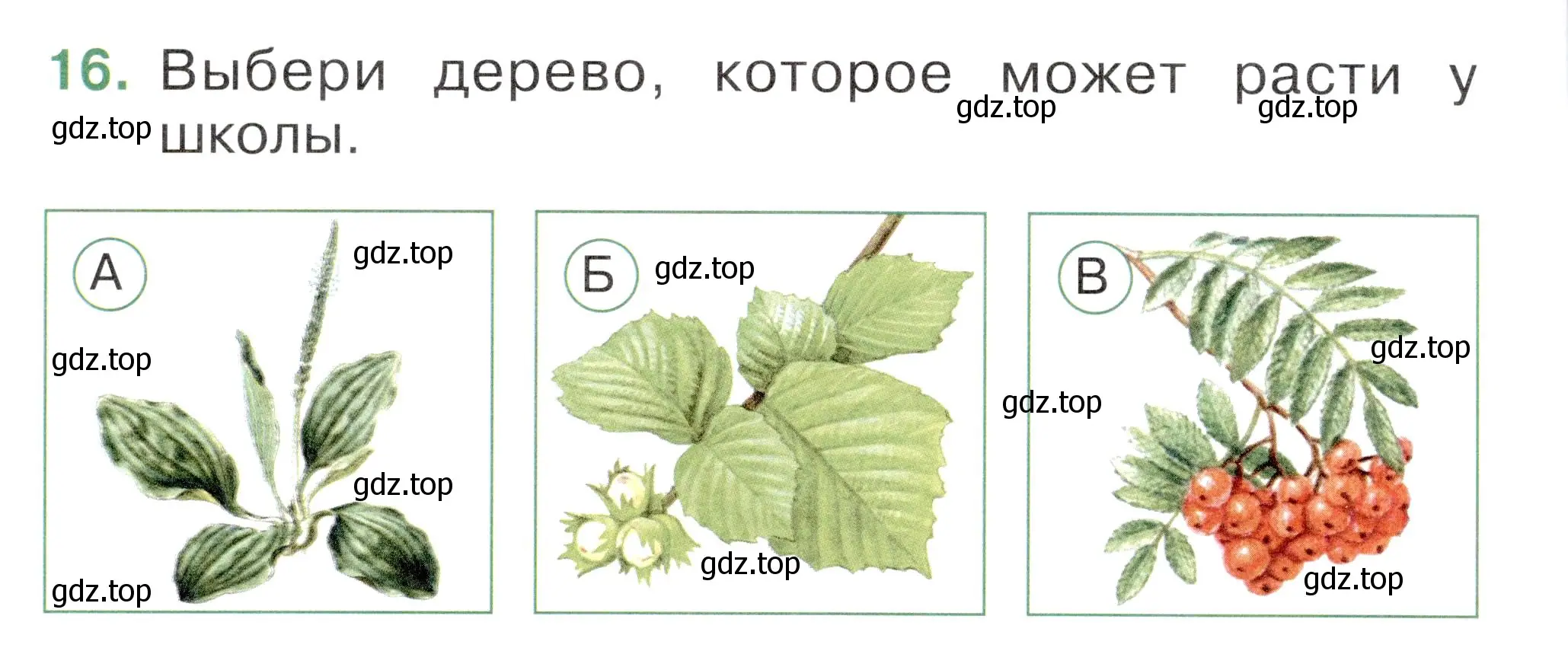 Условие номер 16 (страница 18) гдз по окружающему миру 1 класс Плешаков, Новицкая, тесты