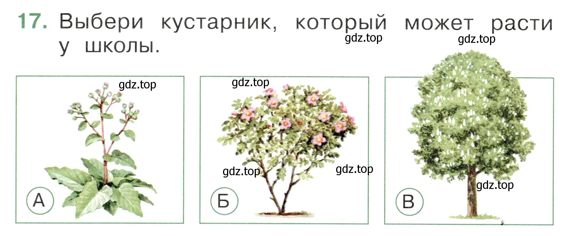 Условие номер 17 (страница 18) гдз по окружающему миру 1 класс Плешаков, Новицкая, тесты